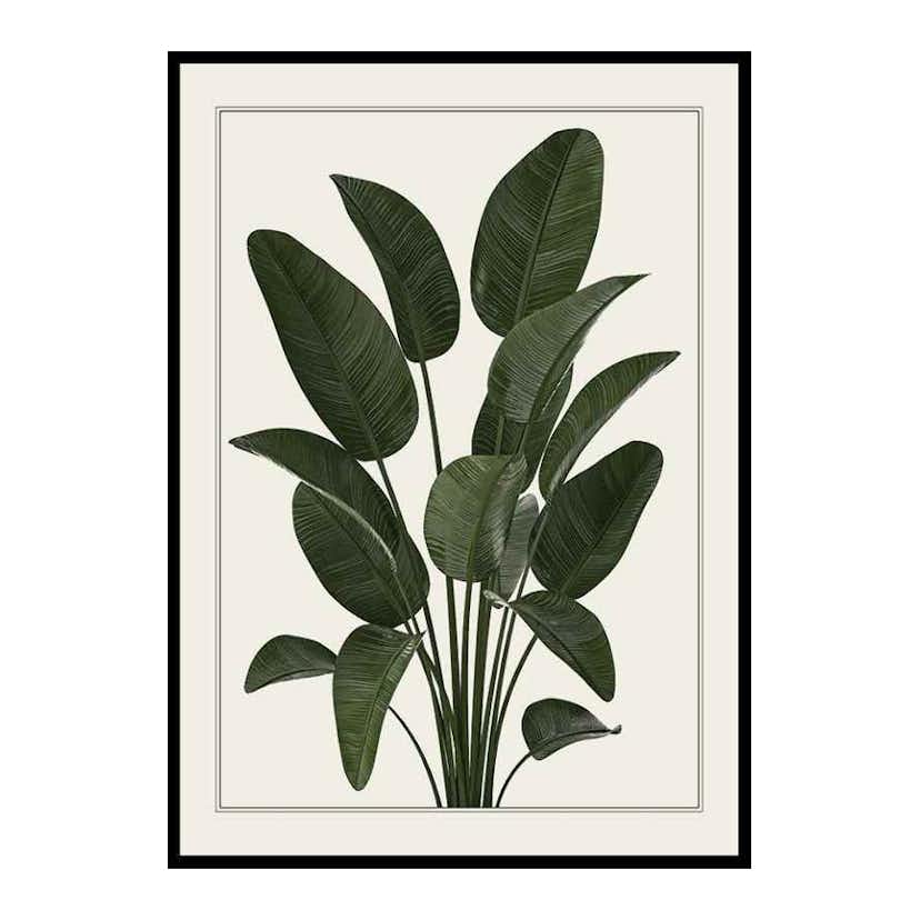Poster Gallerix Strelitzia