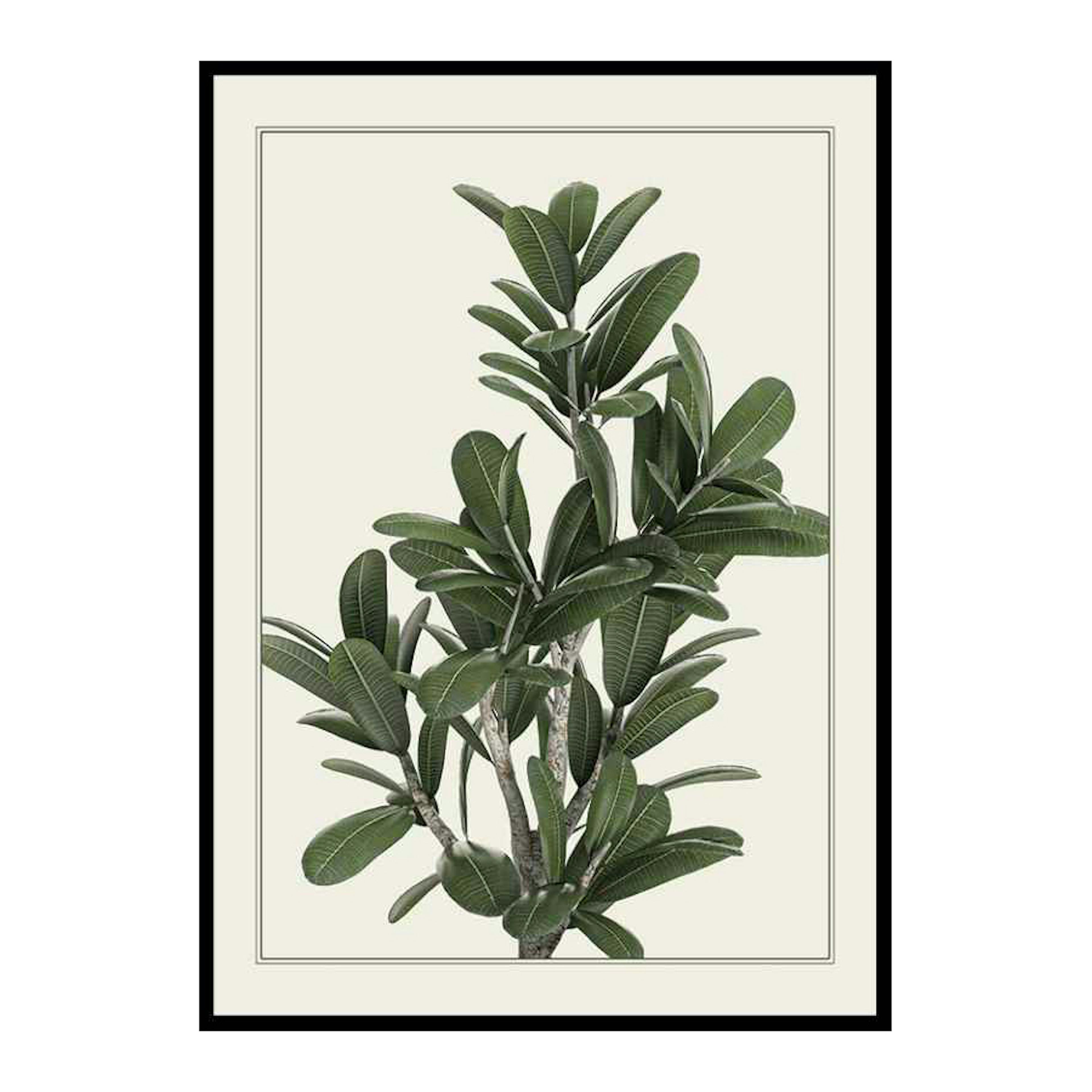 Poster Gallerix Frangipani