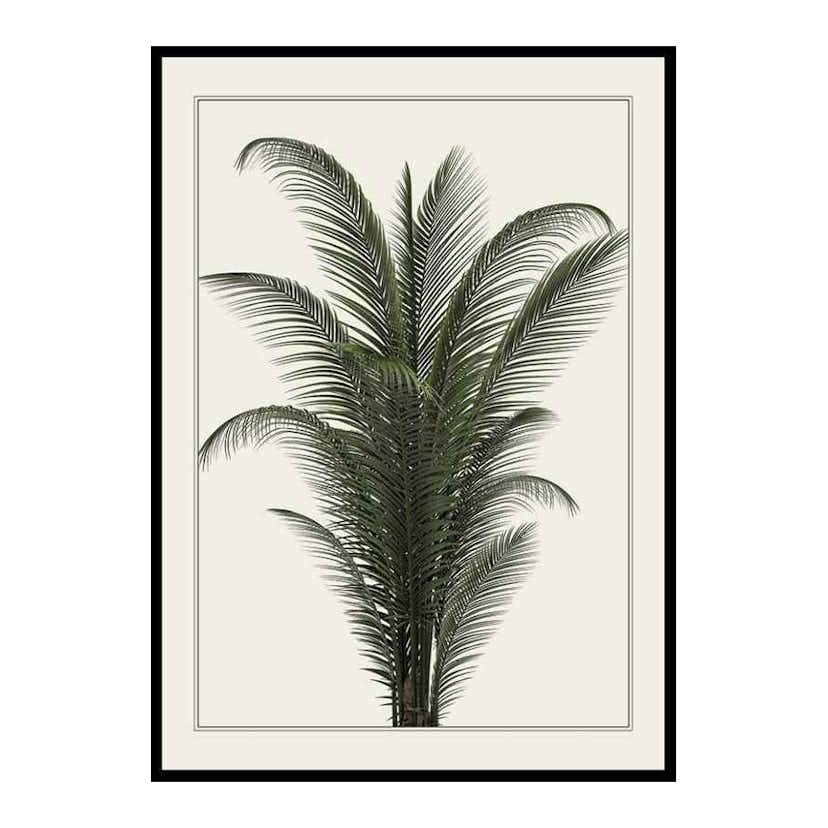 Poster Gallerix Palm Tree