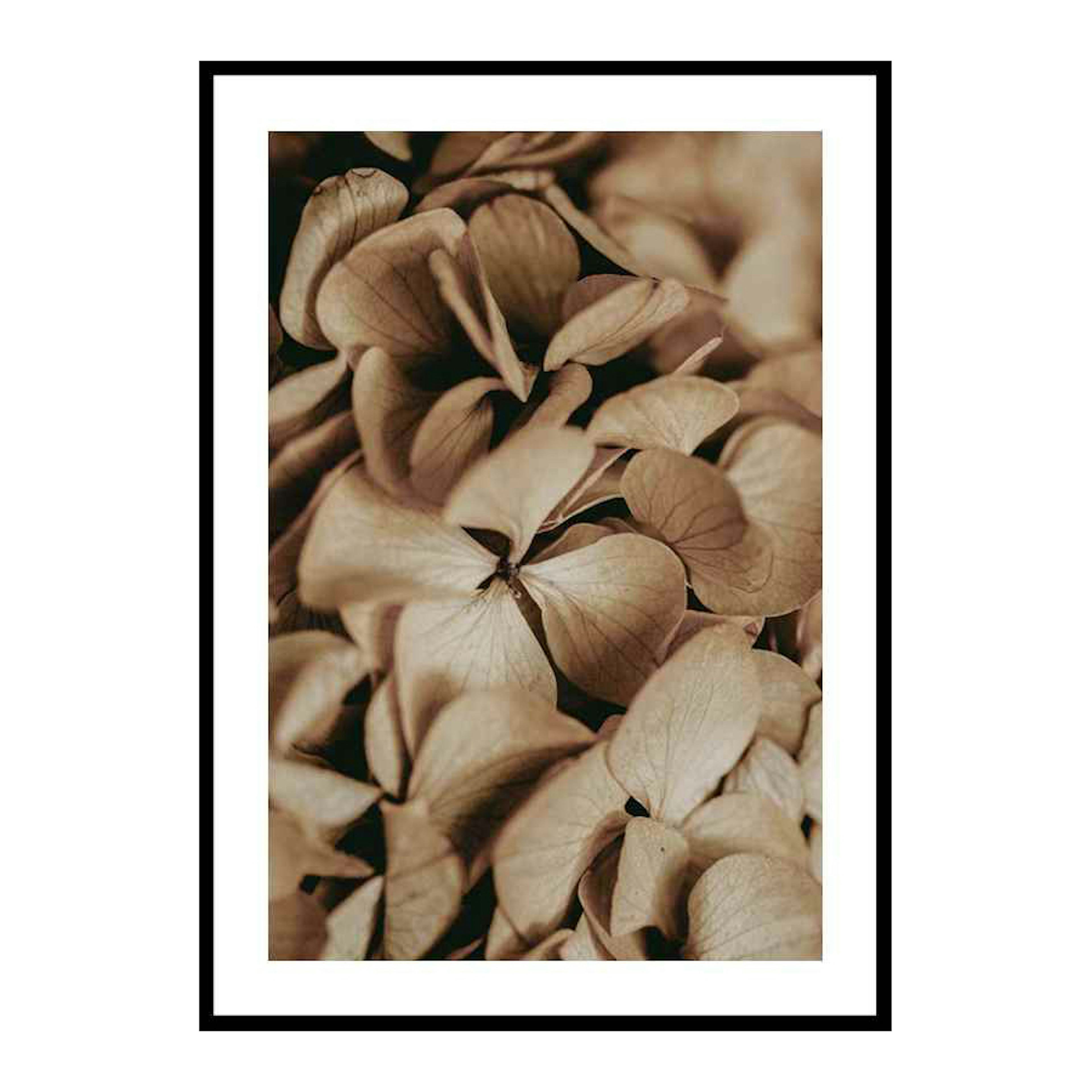 Poster Gallerix Dried Hydrangea