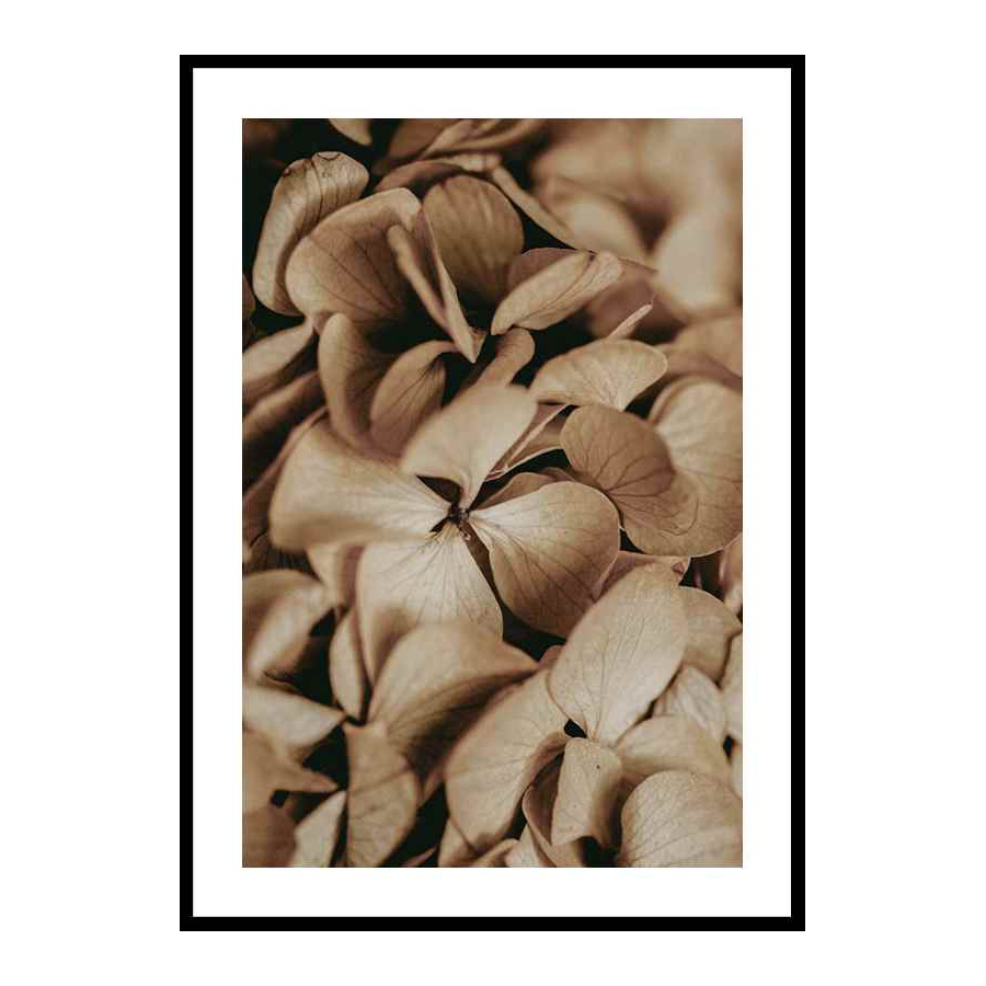 Poster Gallerix Dried Hydrangea