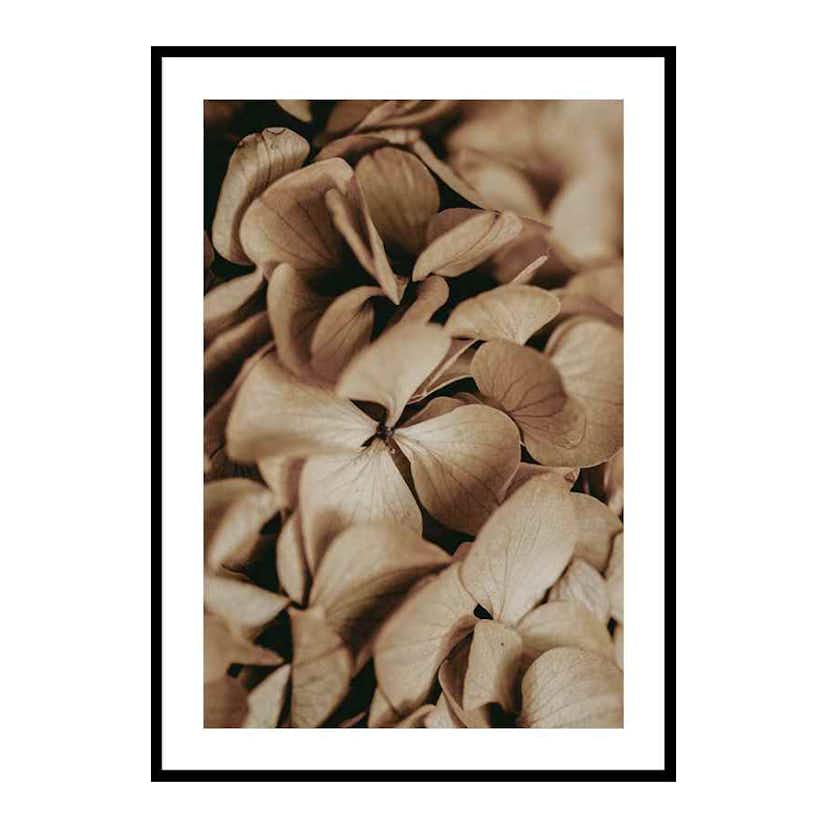 Poster Gallerix Dried Hydrangea
