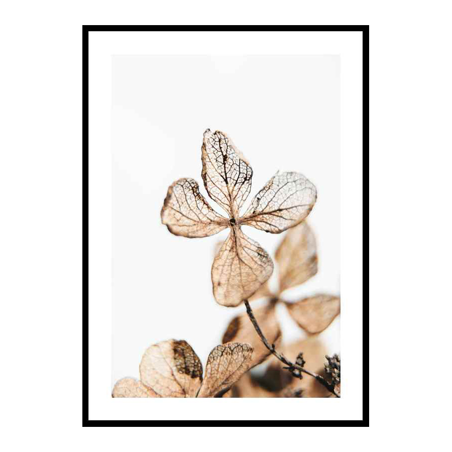 Poster Gallerix Four Leaves Plant