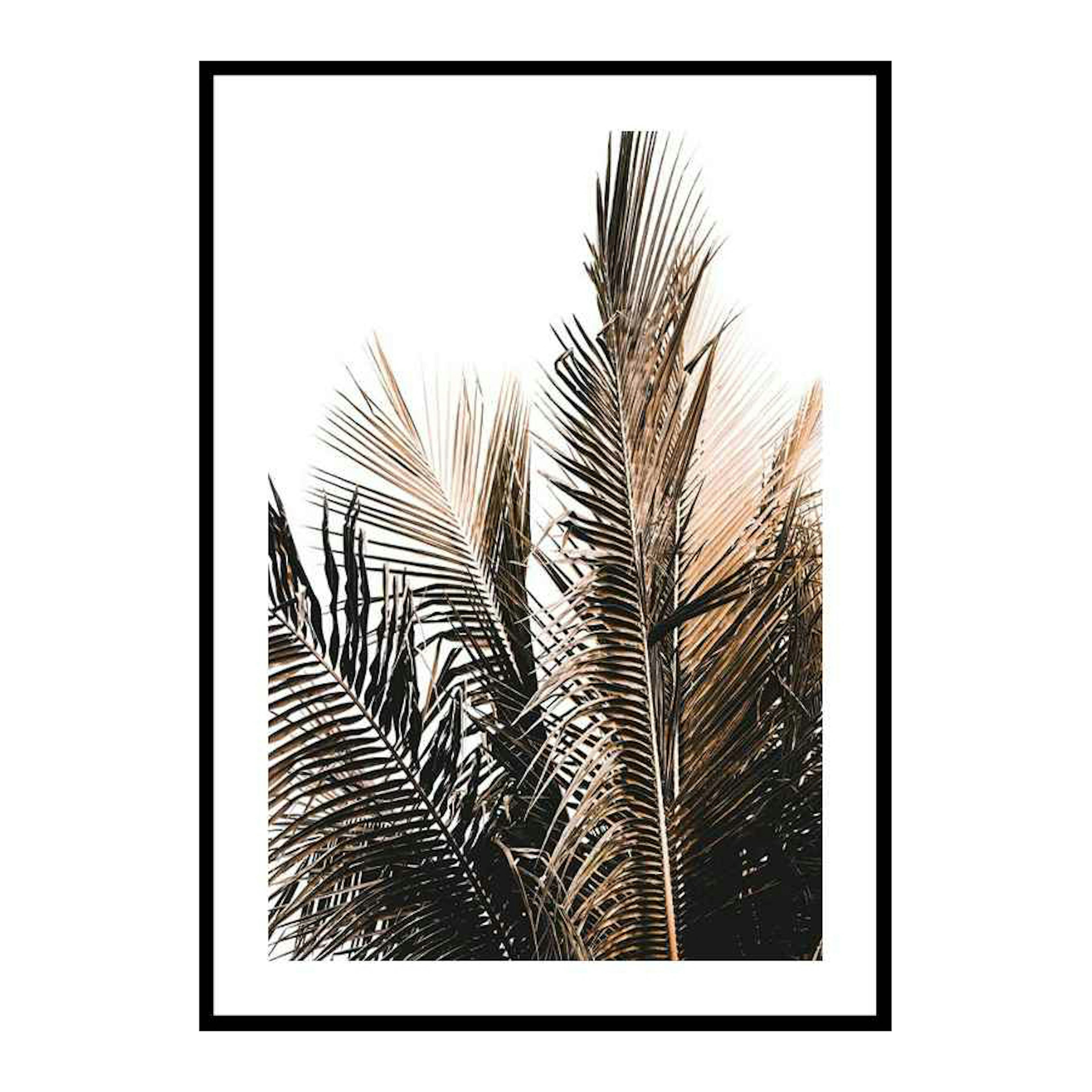 Poster Gallerix Palm Leaves
