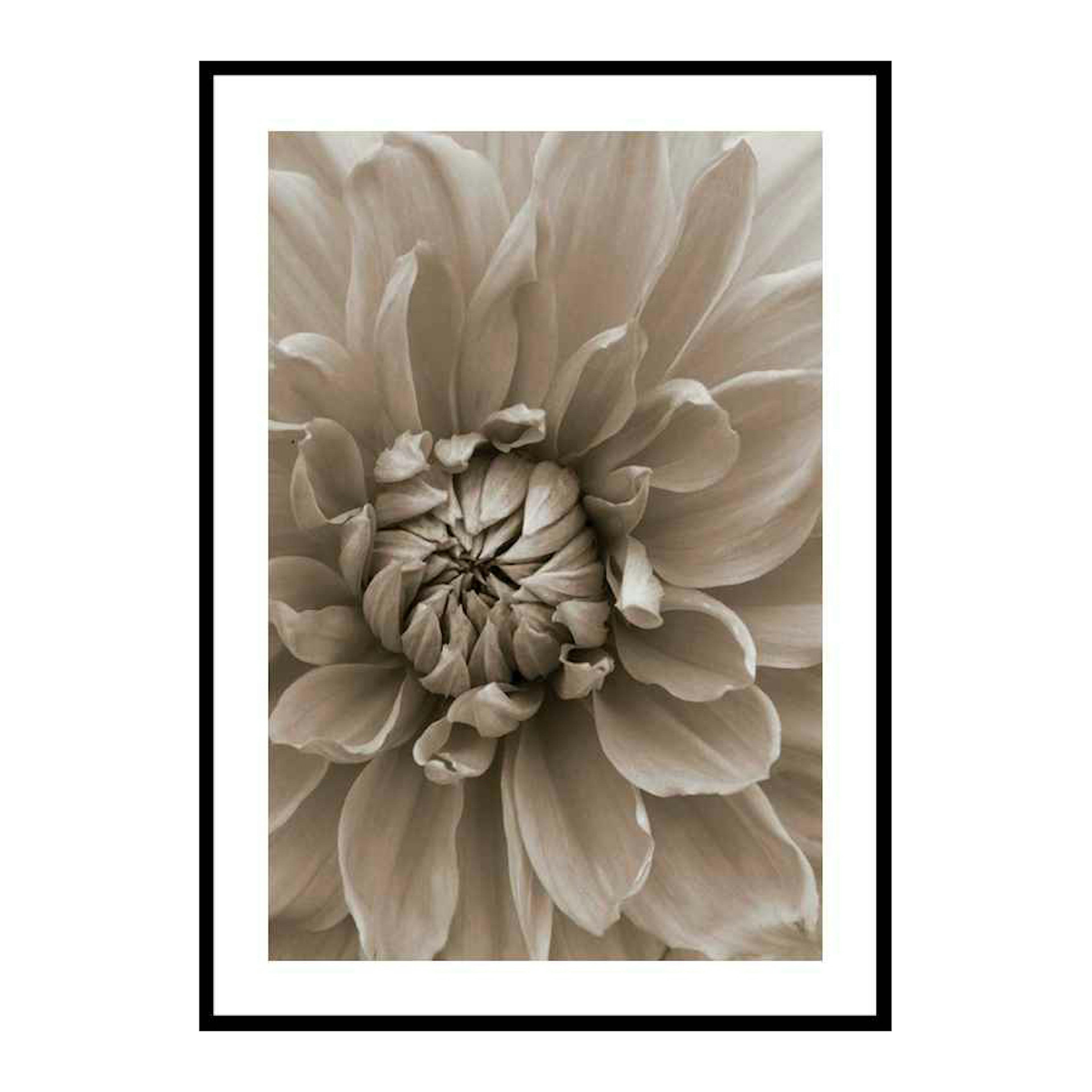Poster Gallerix Autumn Dahlia
