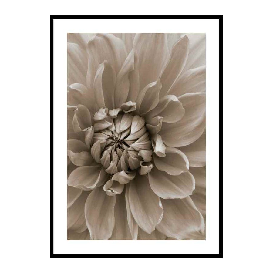 Poster Gallerix Autumn Dahlia