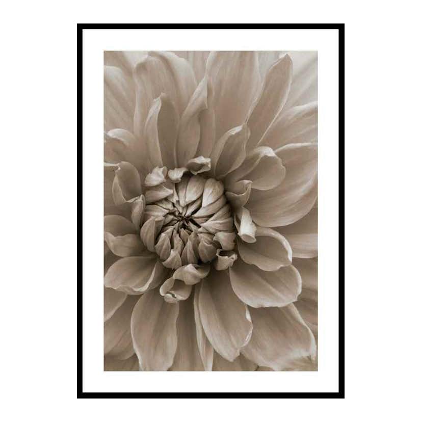 Poster Gallerix Autumn Dahlia