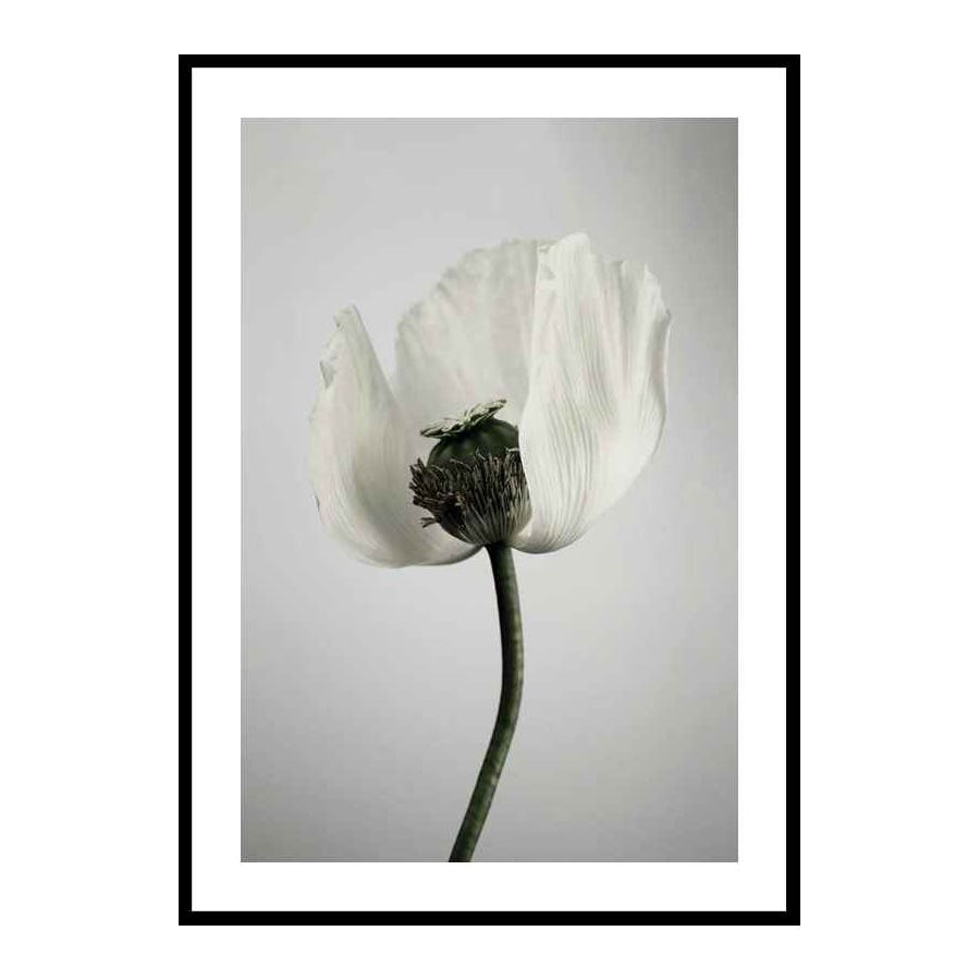 Poster Gallerix White Poppy
