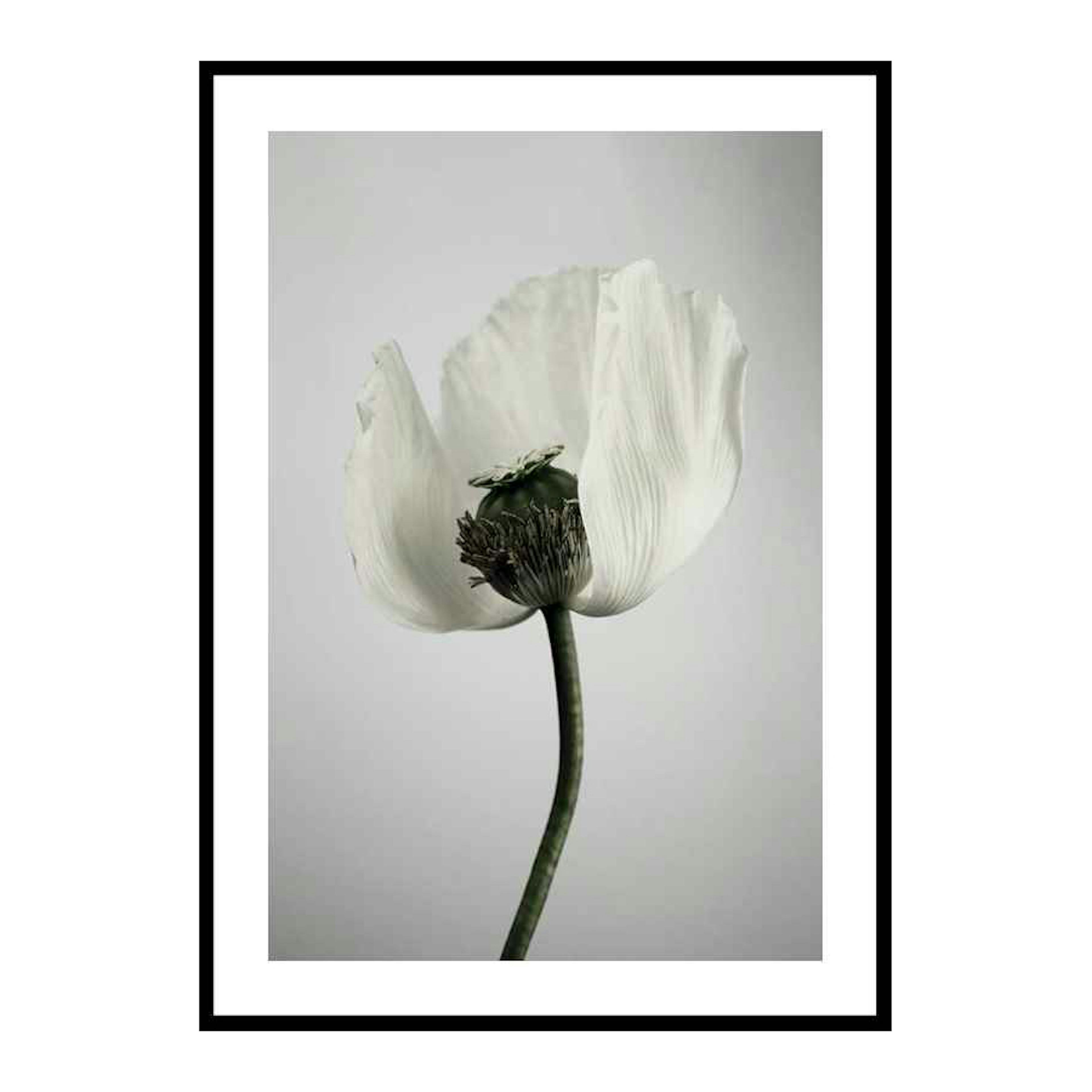 Poster Gallerix White Poppy