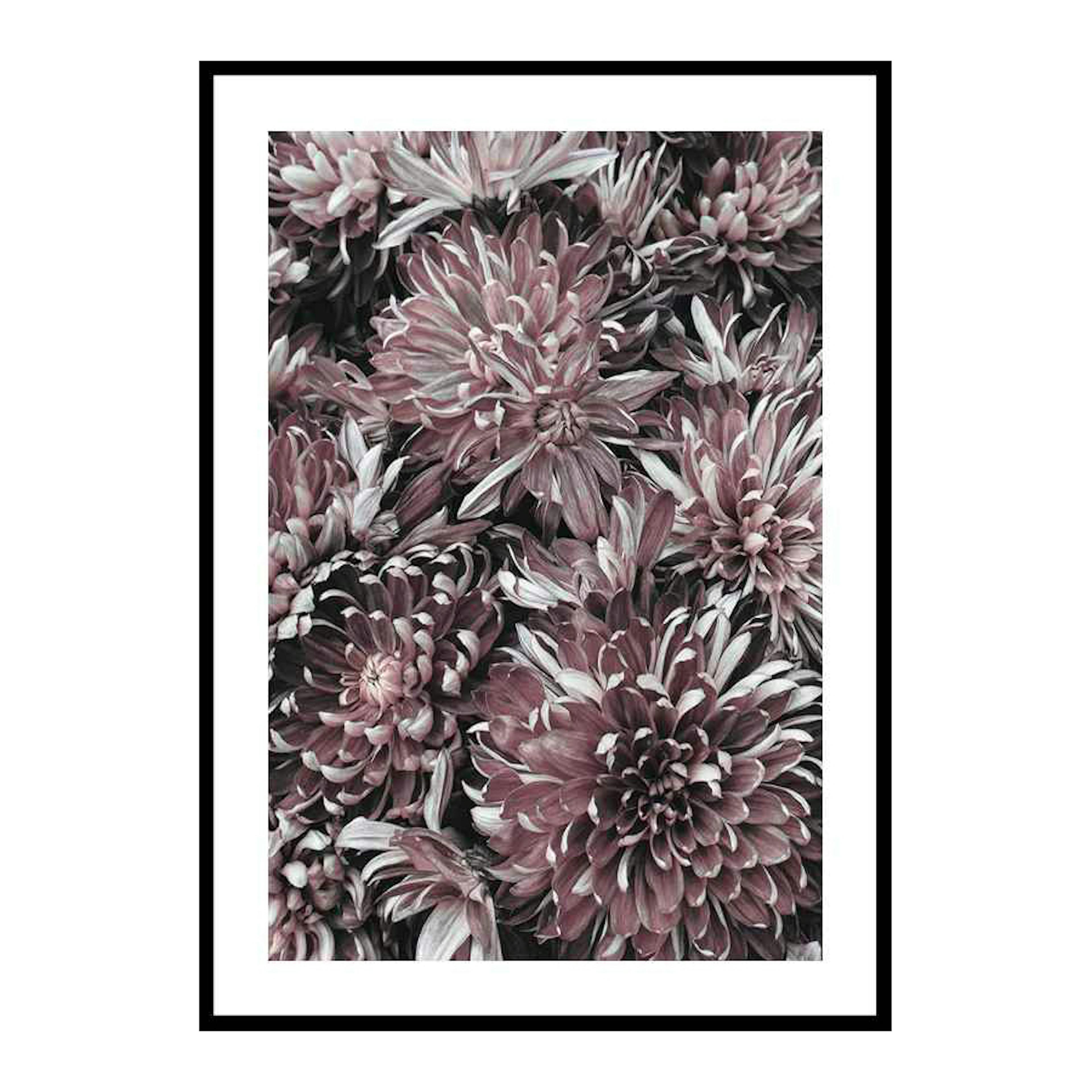 Poster Gallerix Dahlias