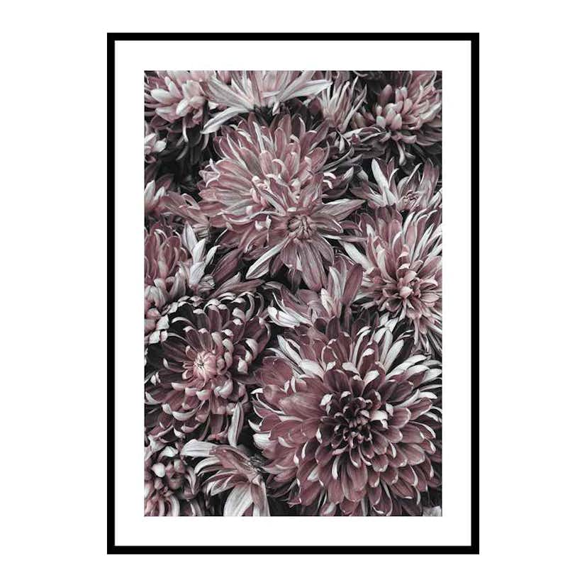 Poster Gallerix Dahlias