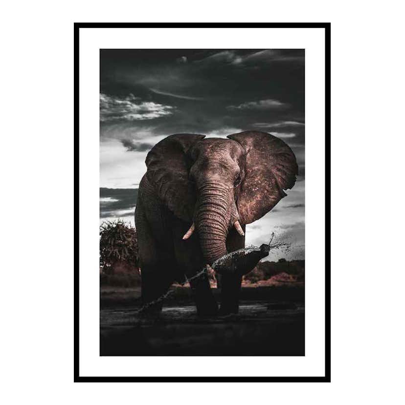 Poster Gallerix African Elephant