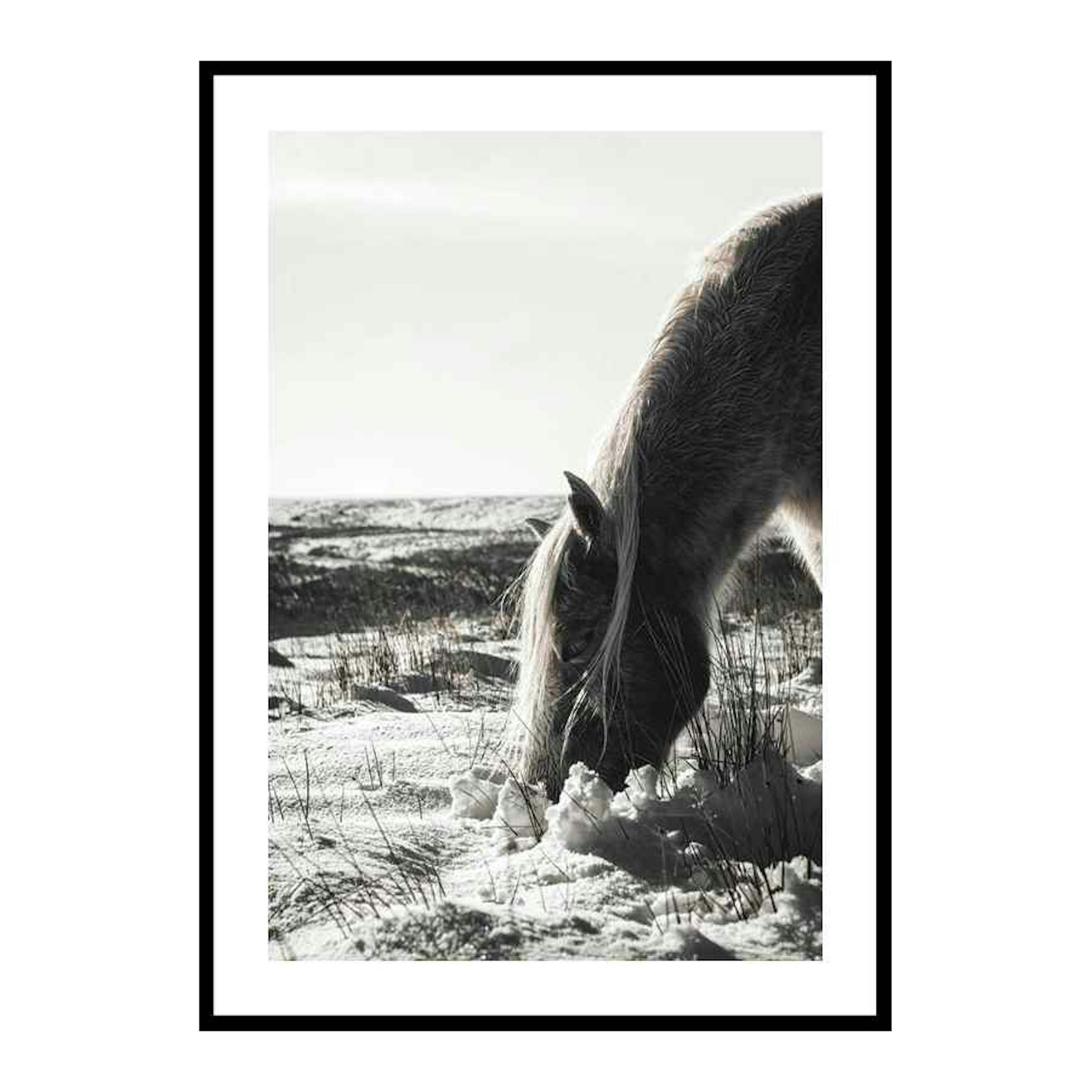 Poster Gallerix Winter Horse