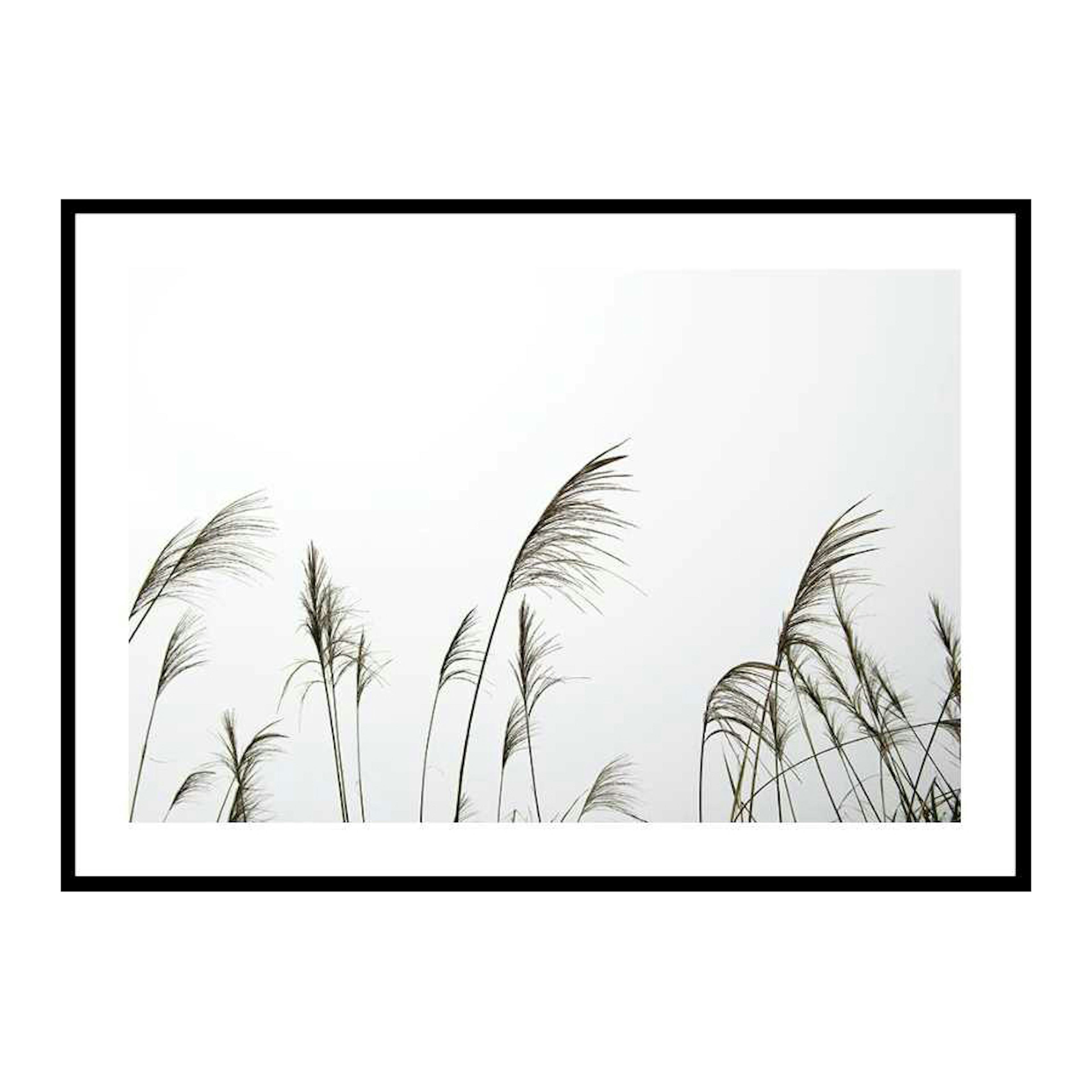 Poster Gallerix Reed Flowers