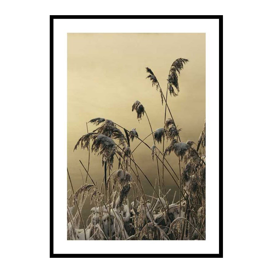 Poster Gallerix Winter Reed No2