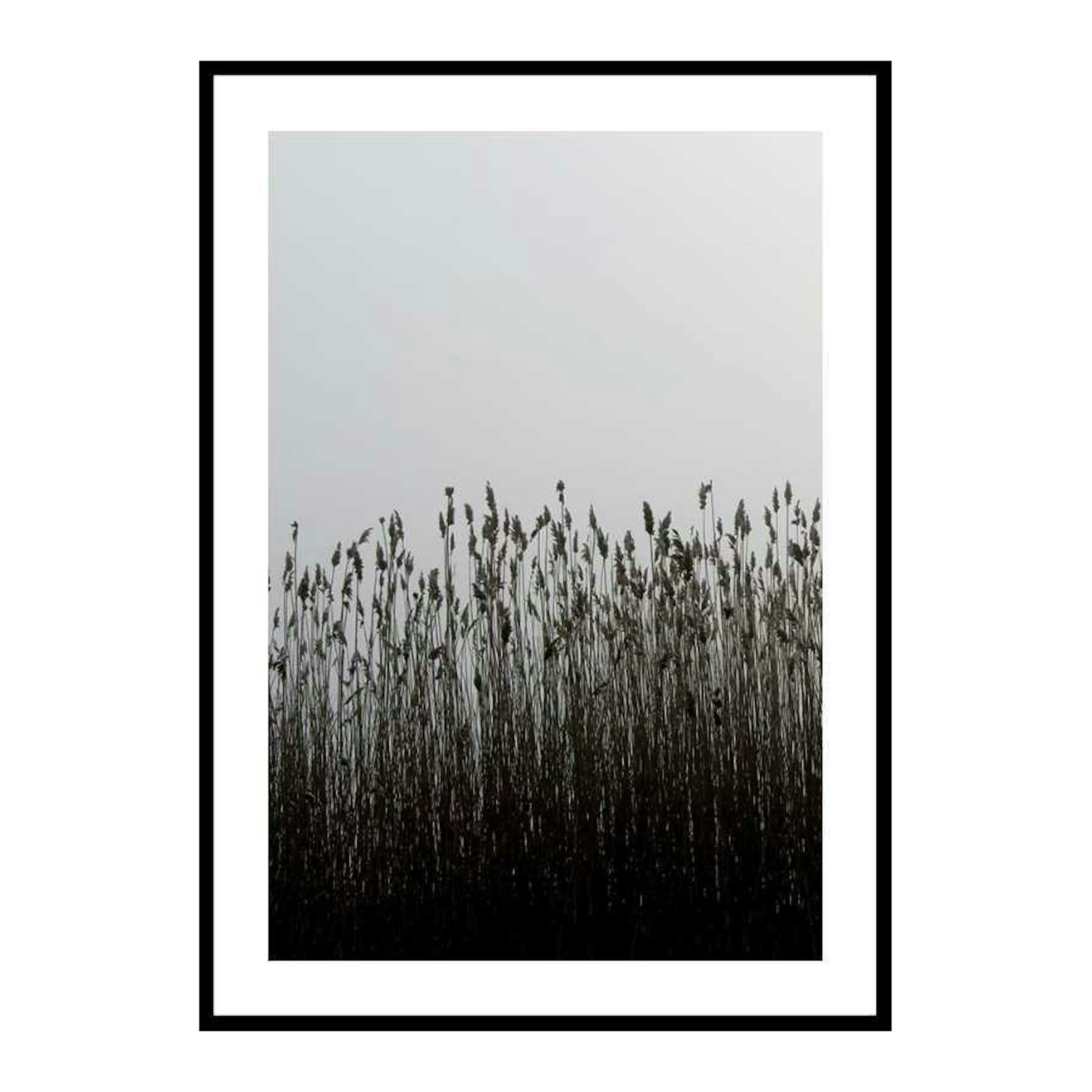 Poster Gallerix Finest Reed