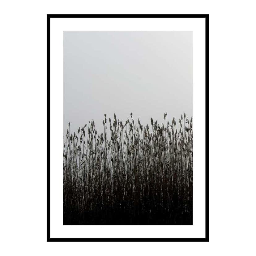 Poster Gallerix Finest Reed