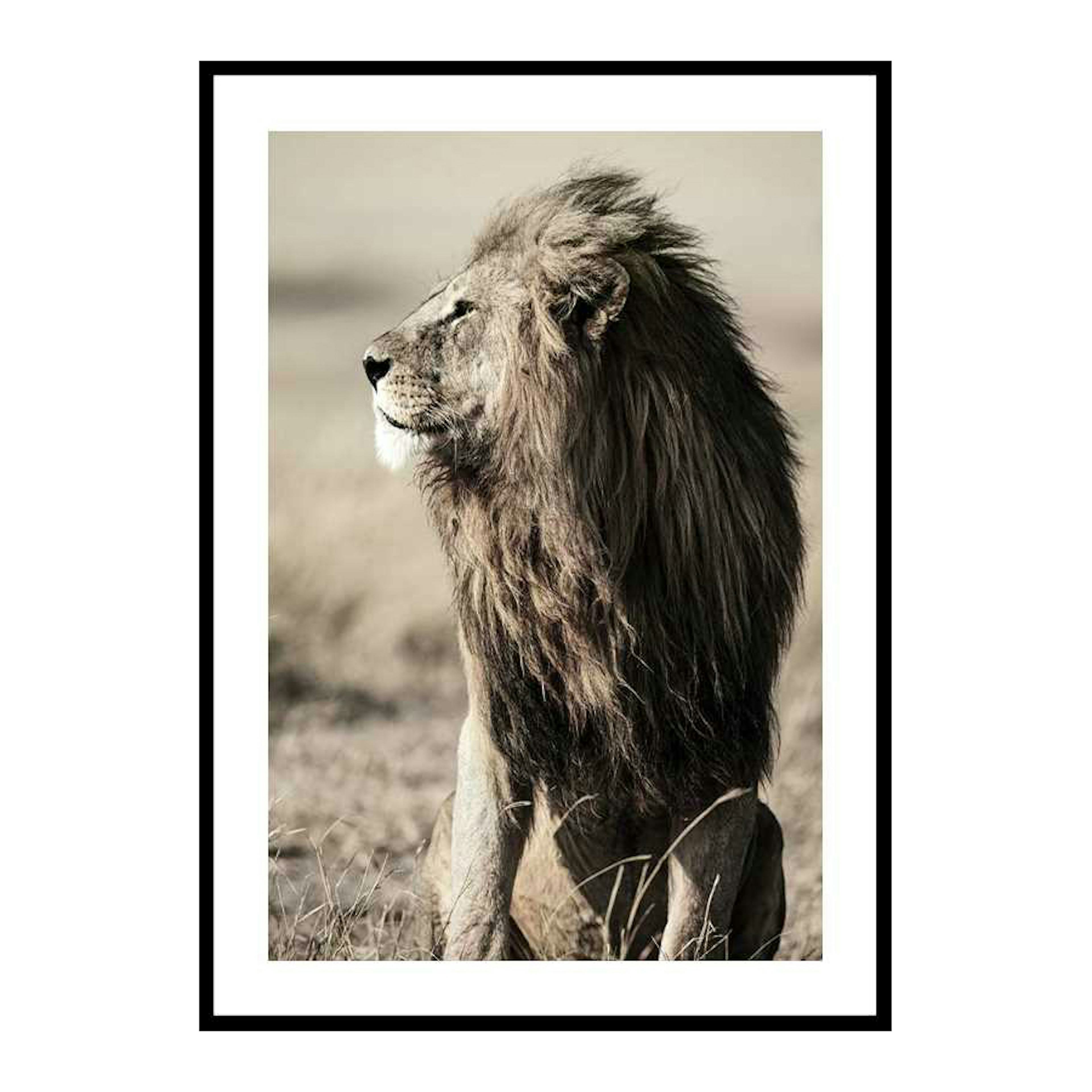 Poster Gallerix Lion In Profile