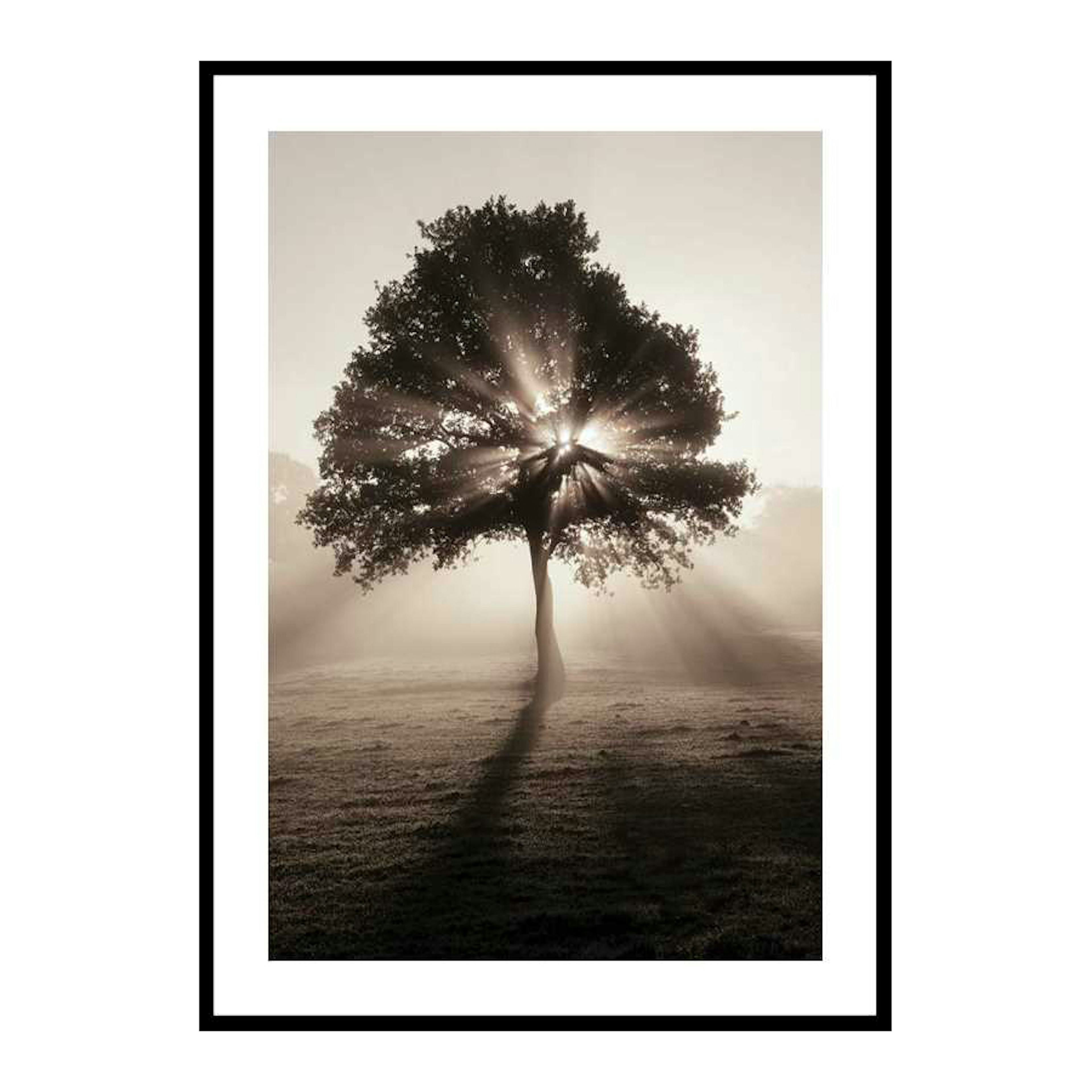Poster Gallerix Tree In Sunrise
