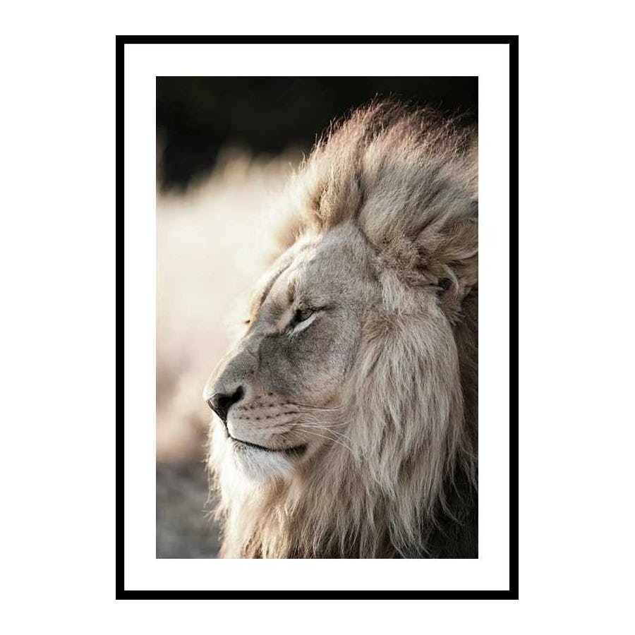 Poster Gallerix Male African Lion