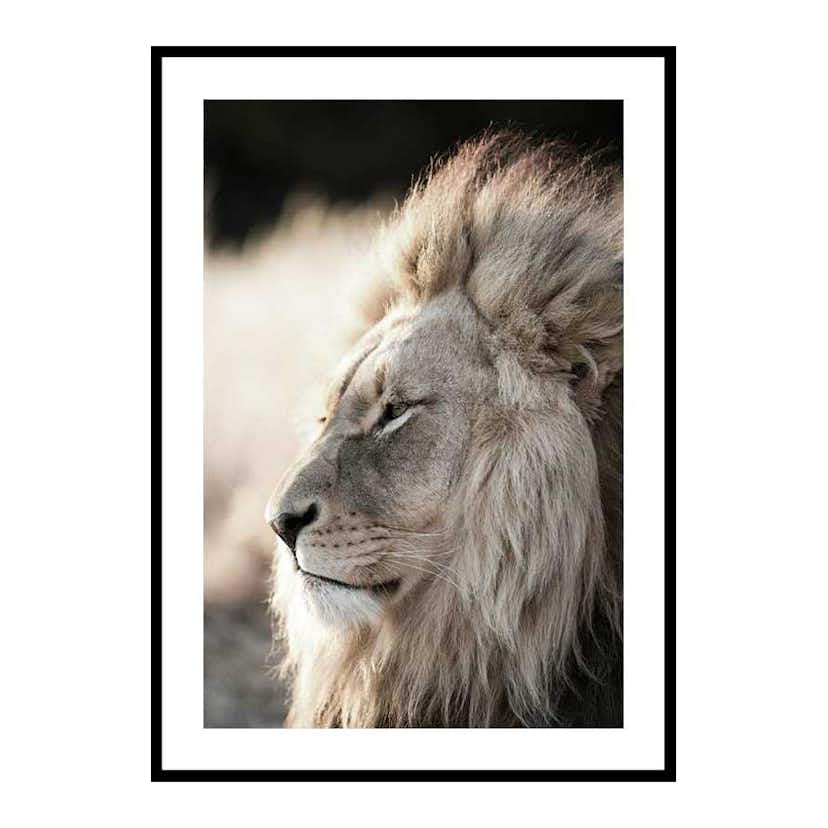 Poster Gallerix Male African Lion