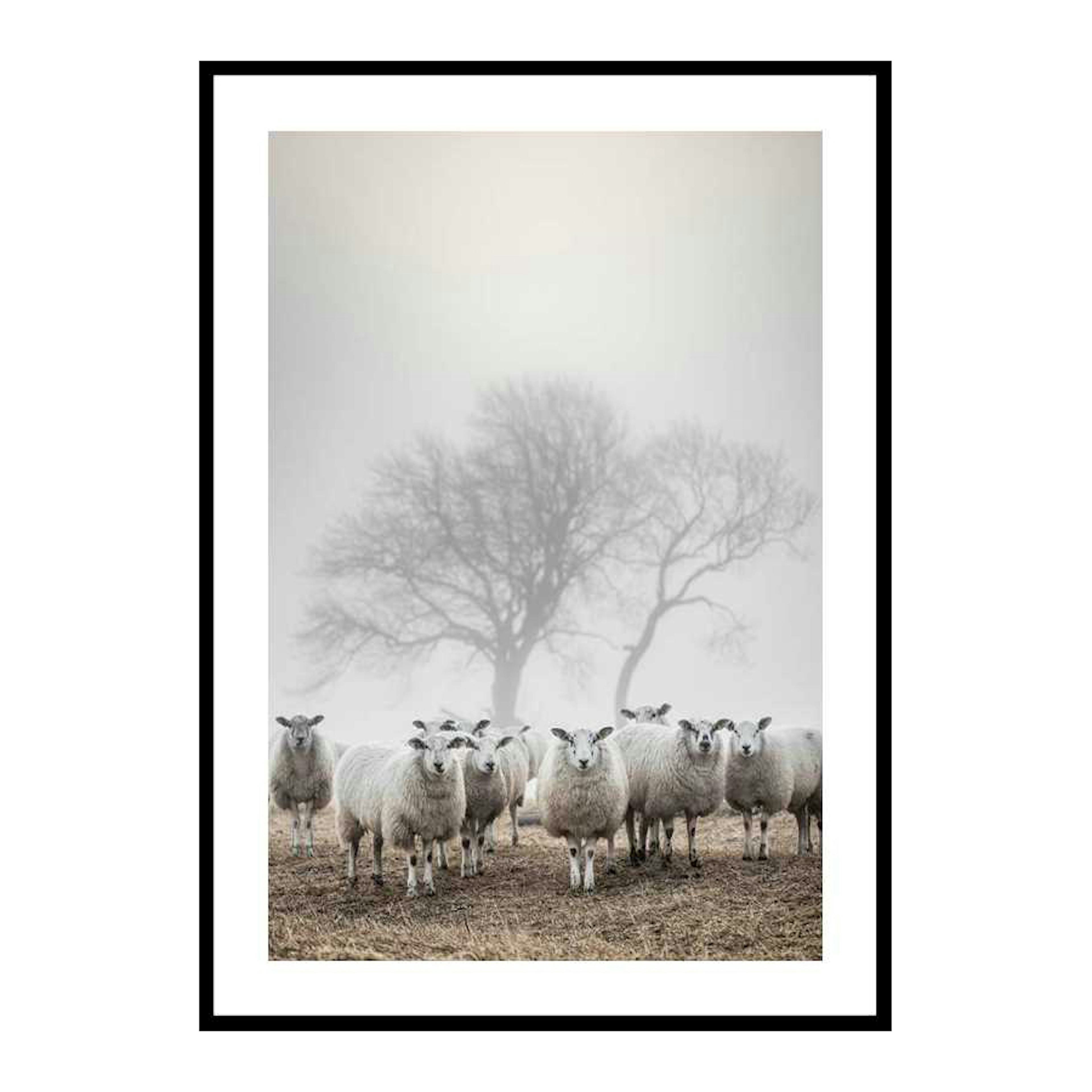 Poster Gallerix Sheep In Fog