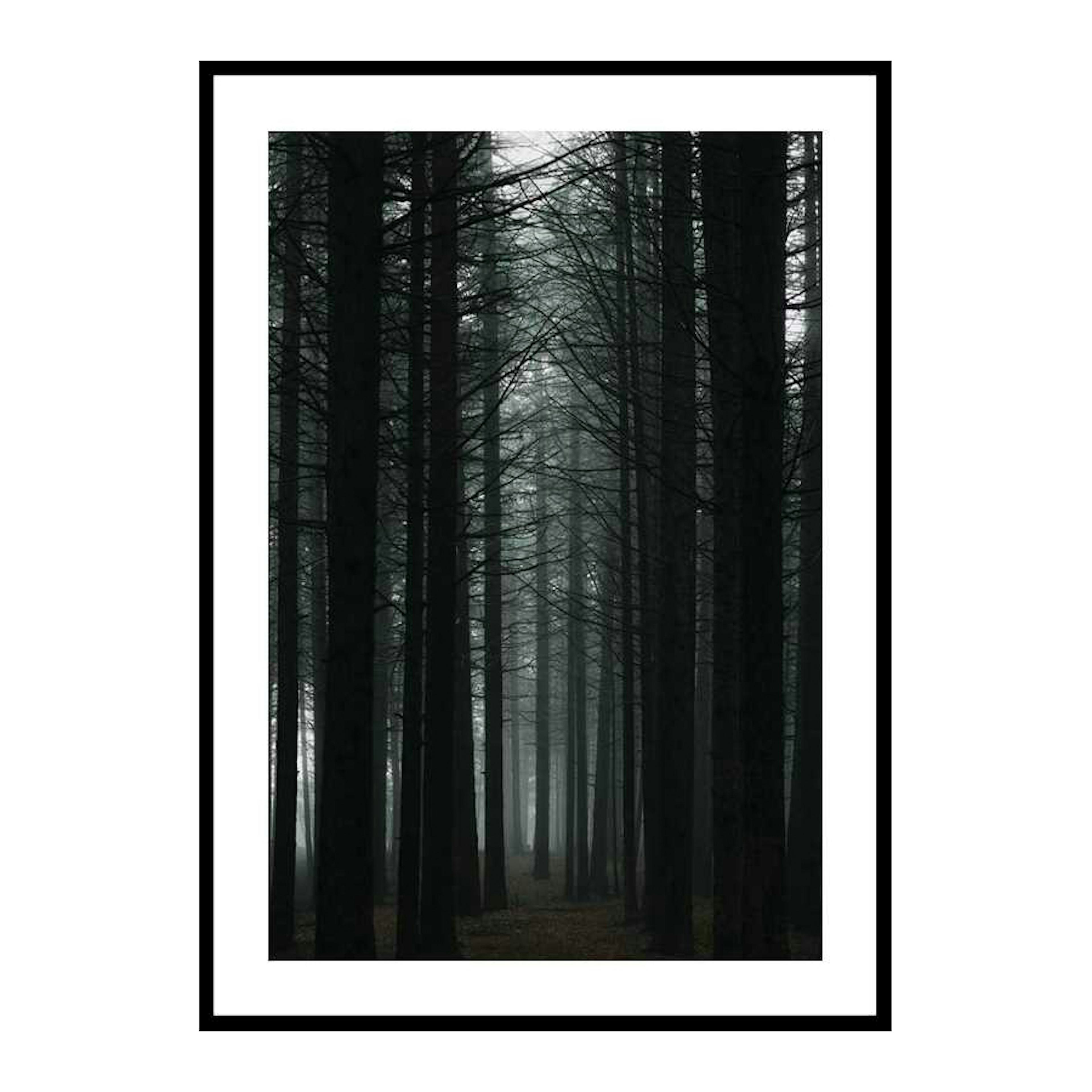 Poster Gallerix Dark Forest