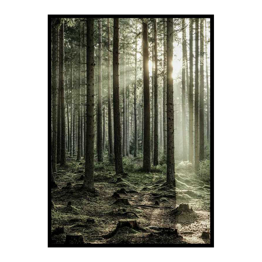 Poster Gallerix Sunbeam Forest