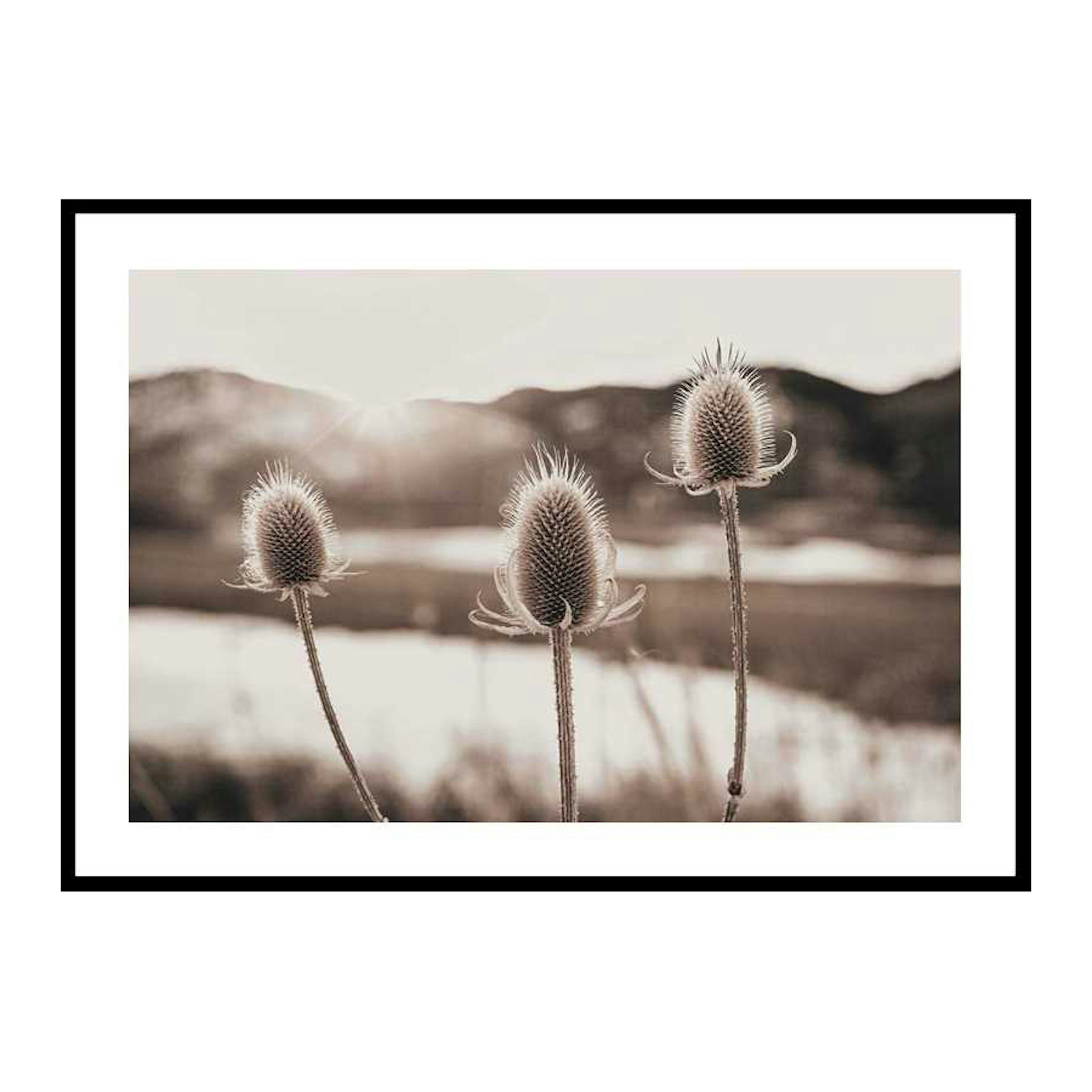 Poster Gallerix Flowers In Meadow