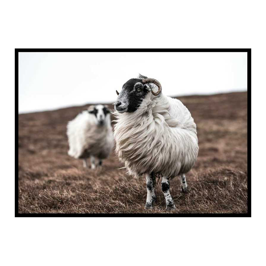 Poster Gallerix Farm Sheep