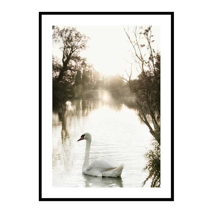 Poster Gallerix White Swan
