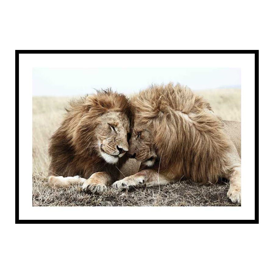 Poster Gallerix Lion Bothers