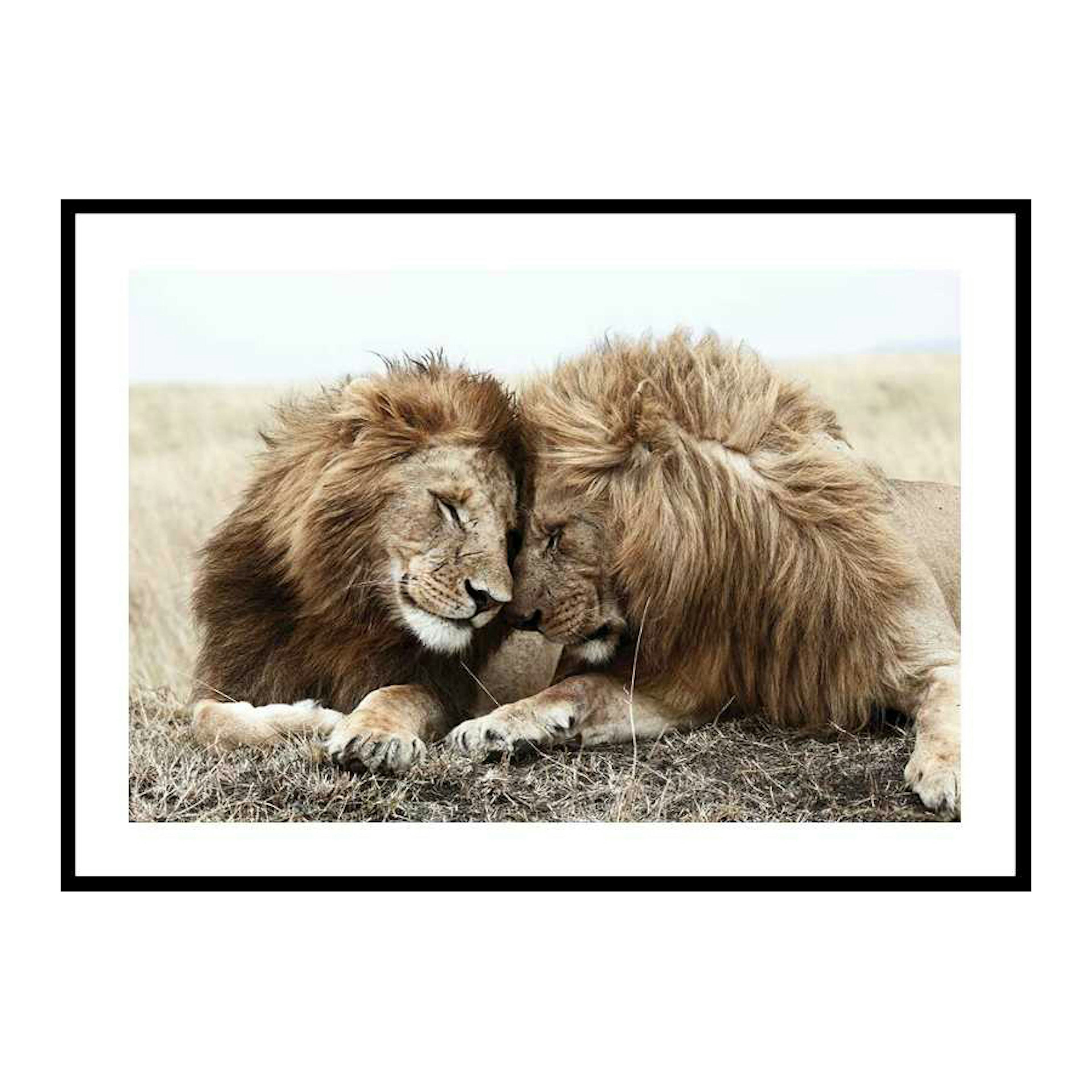 Poster Gallerix Lion Bothers