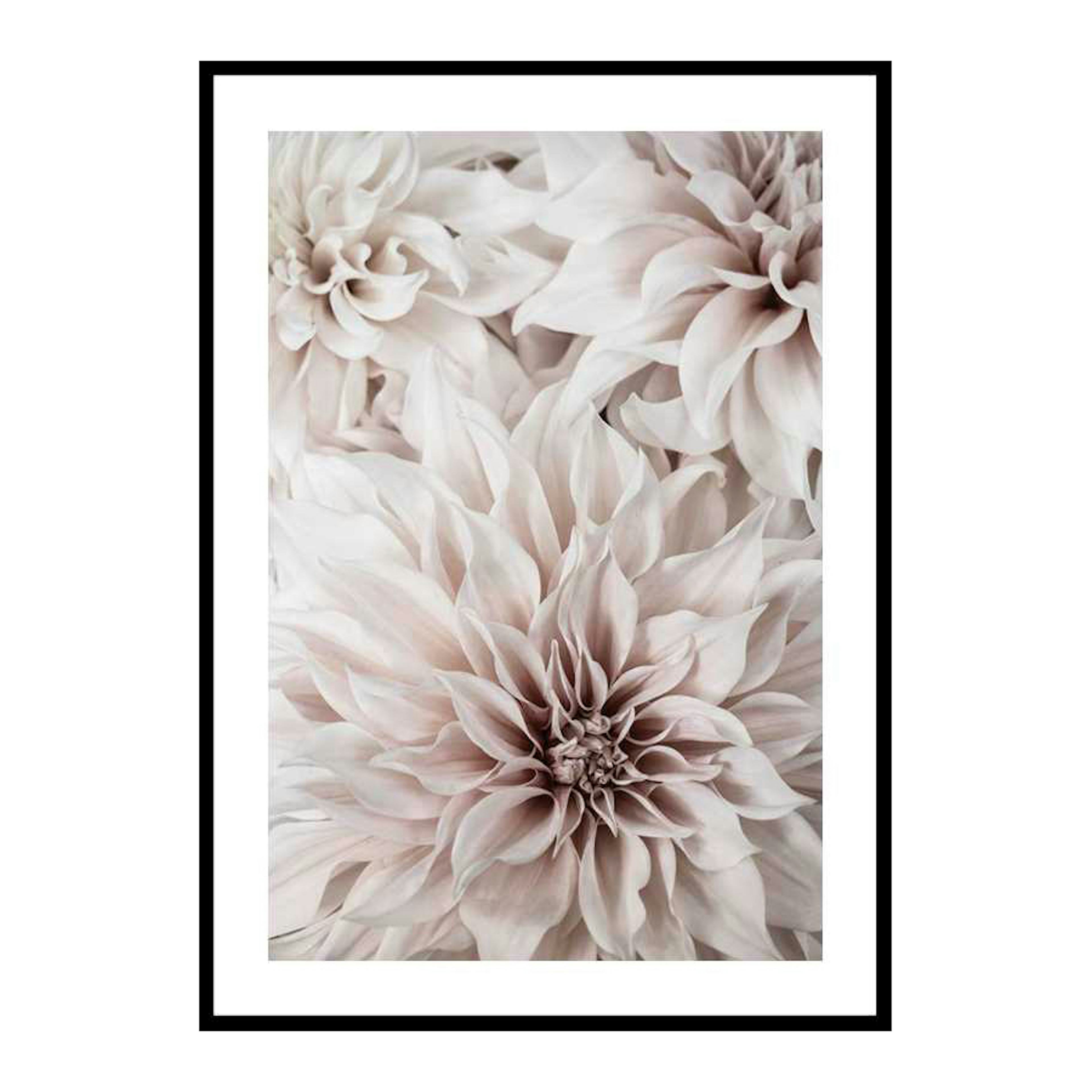 Poster Gallerix Pink Shaded Flowers