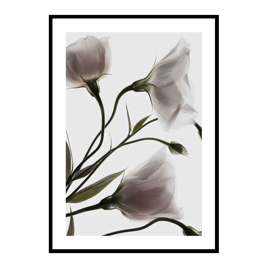 Poster Gallerix Three White Flowers