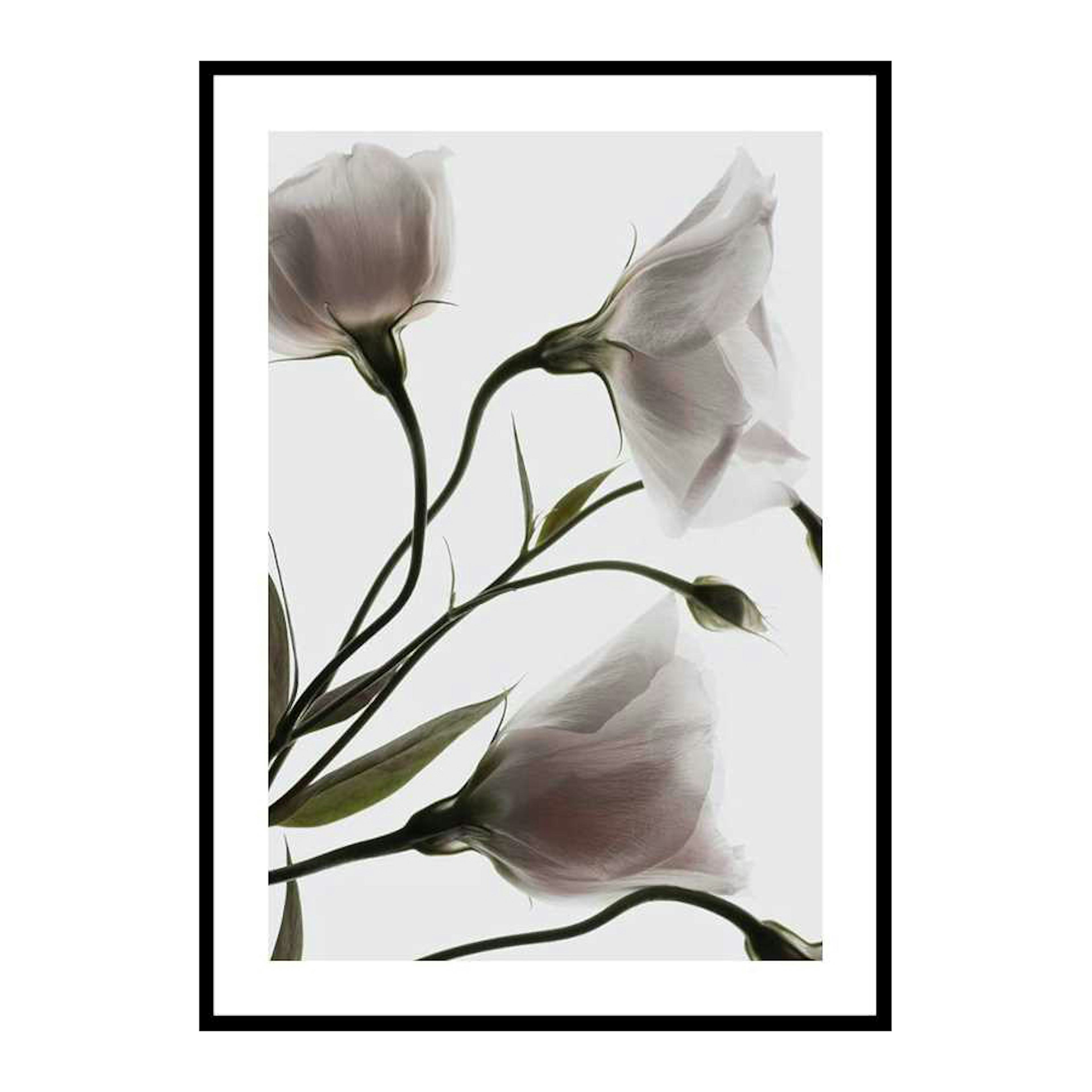 Poster Gallerix Three White Flowers