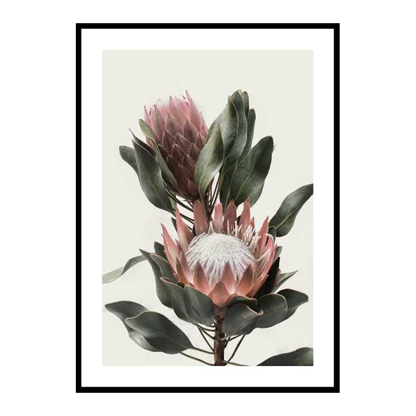 Poster Gallerix Protea Flowers