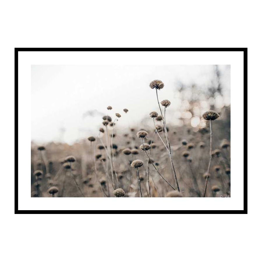 Poster Gallerix Monochromatic Flowers