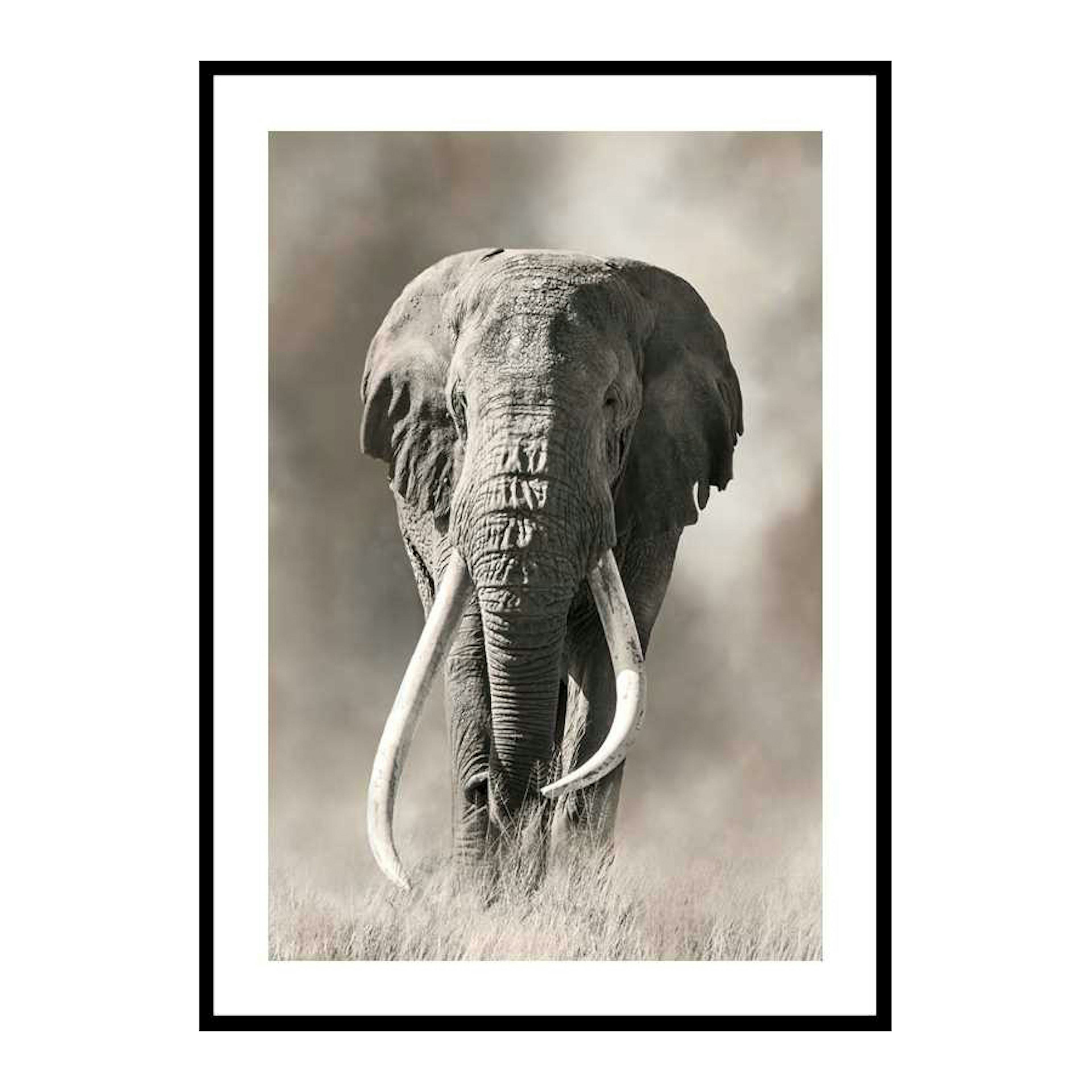 Poster Gallerix Elephant Tusks