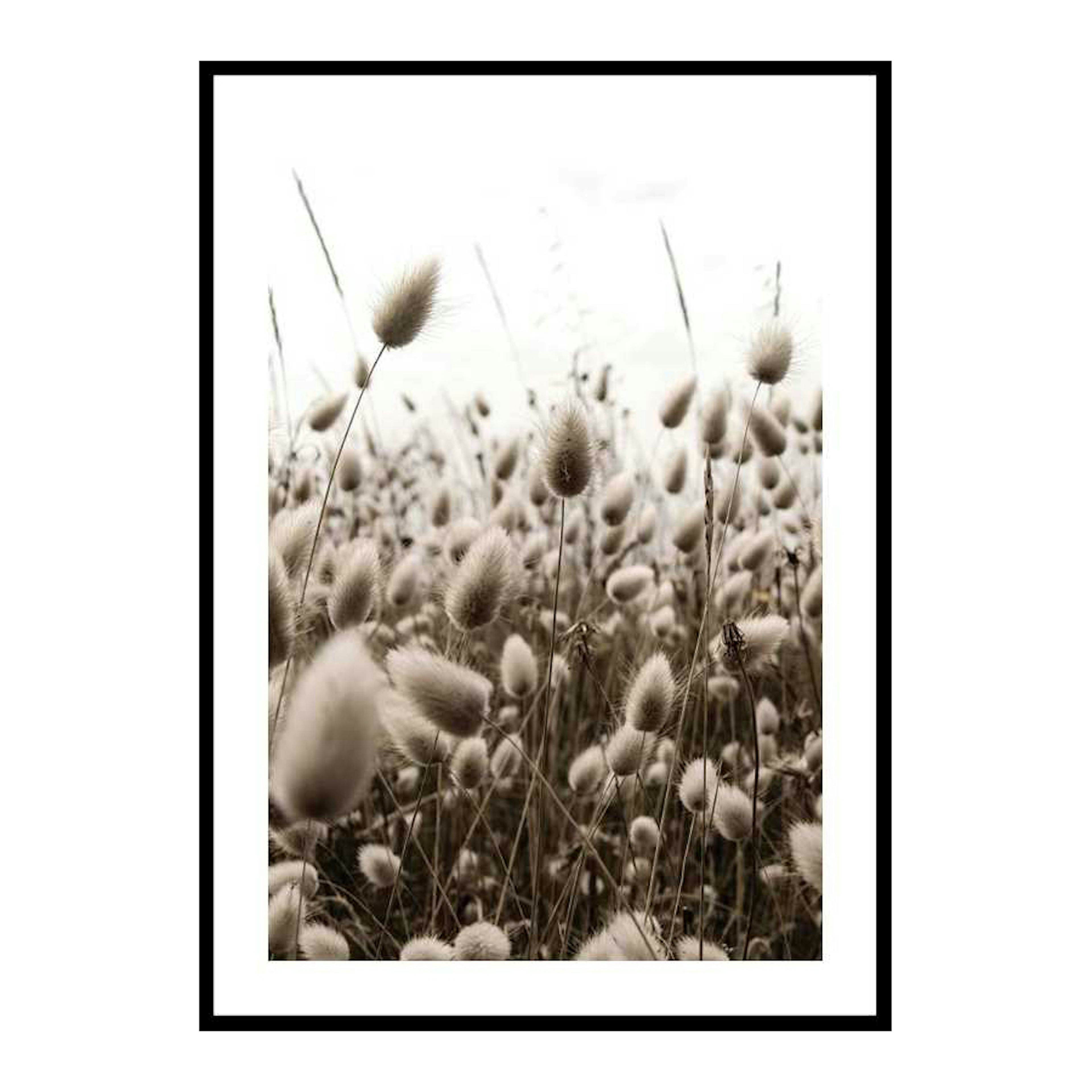 Poster Gallerix Reeds Field