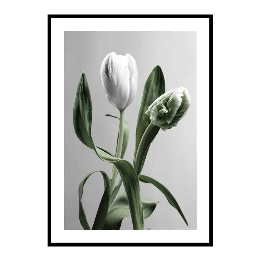 Poster Gallerix Tulip Flower