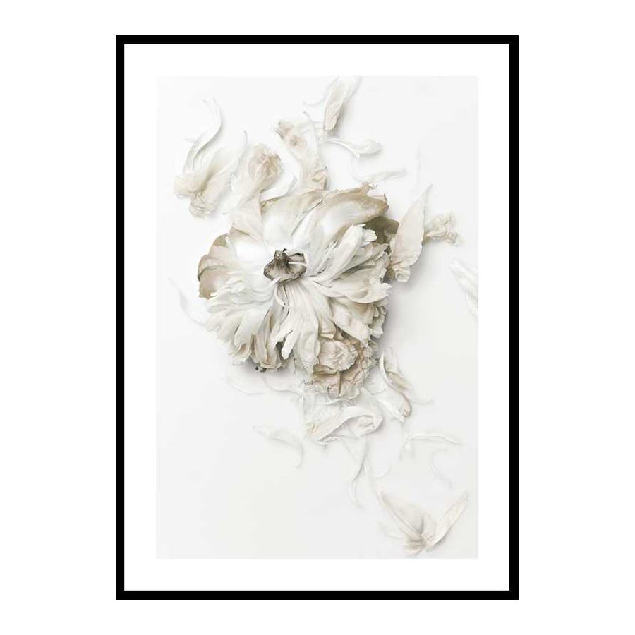 Poster Gallerix Peony Petals No1