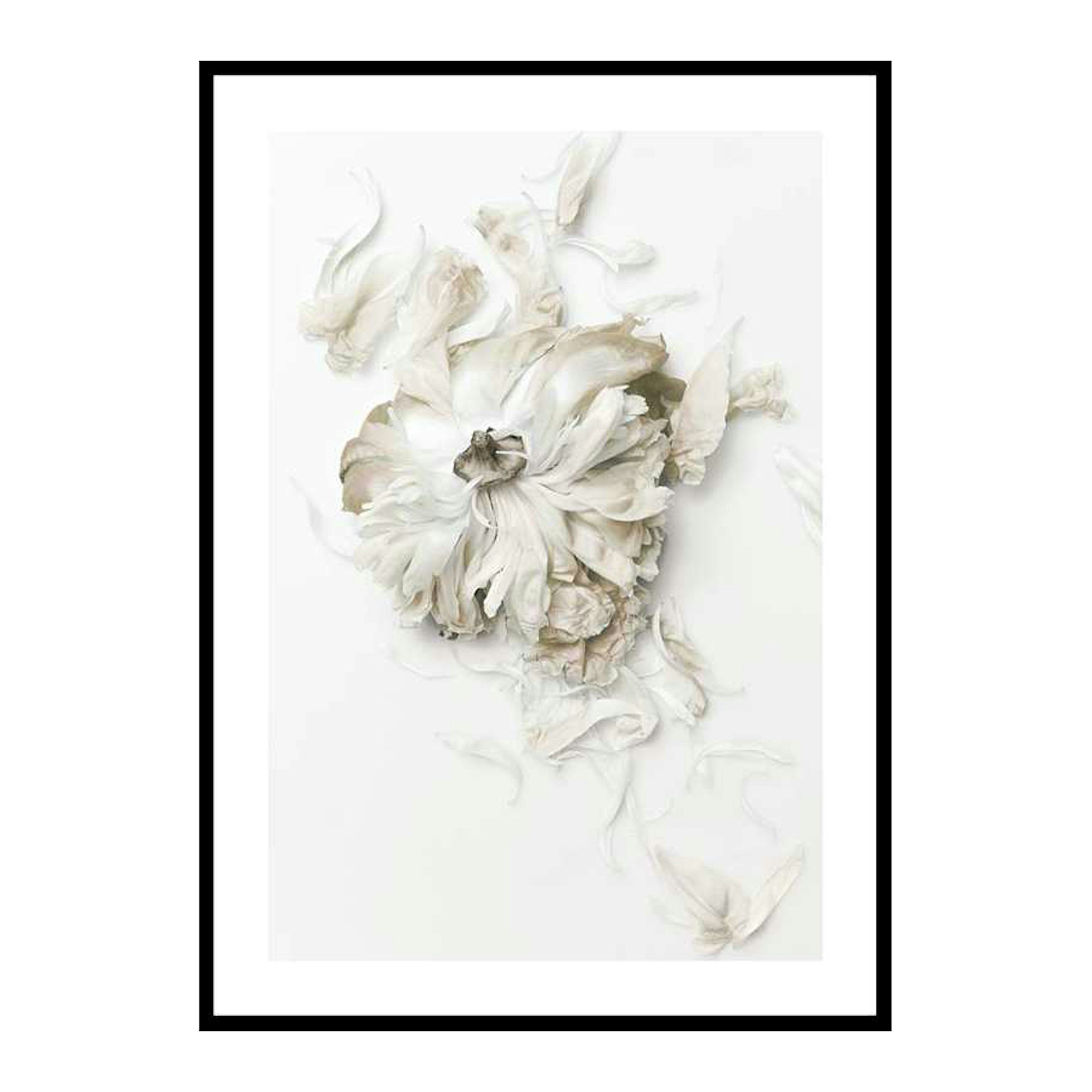 Poster Gallerix Peony Petals No1