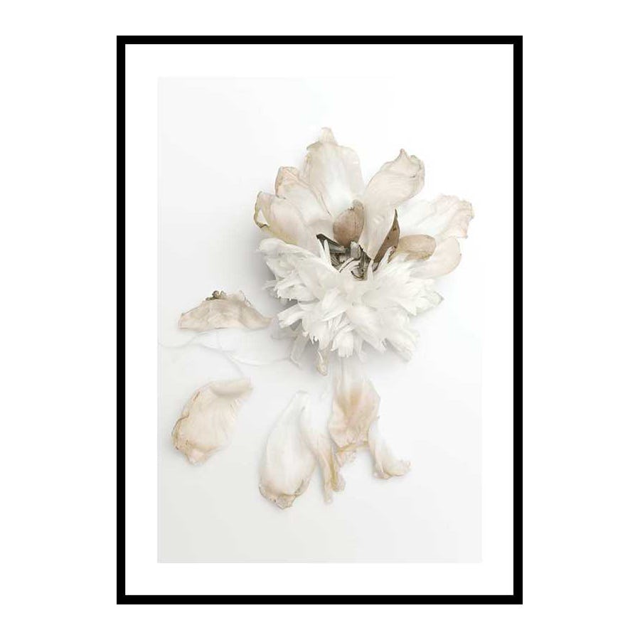 Poster Gallerix Peony Petals No2