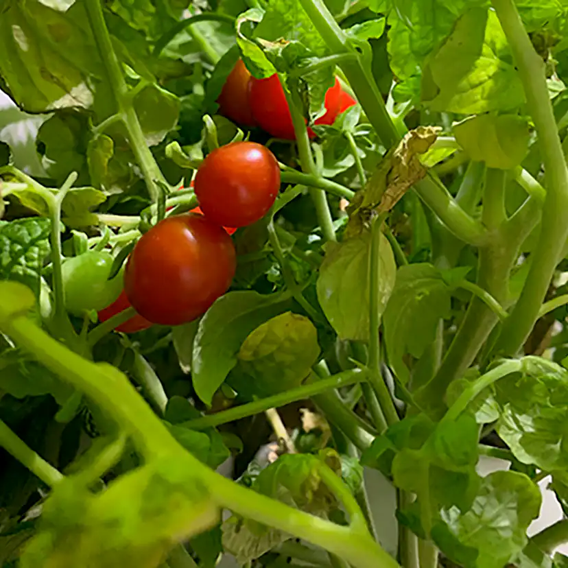 Hydroponisk Odlingslåda RobotGarden Hydroponisk Odling med Startkit & Växtlampa, Vit