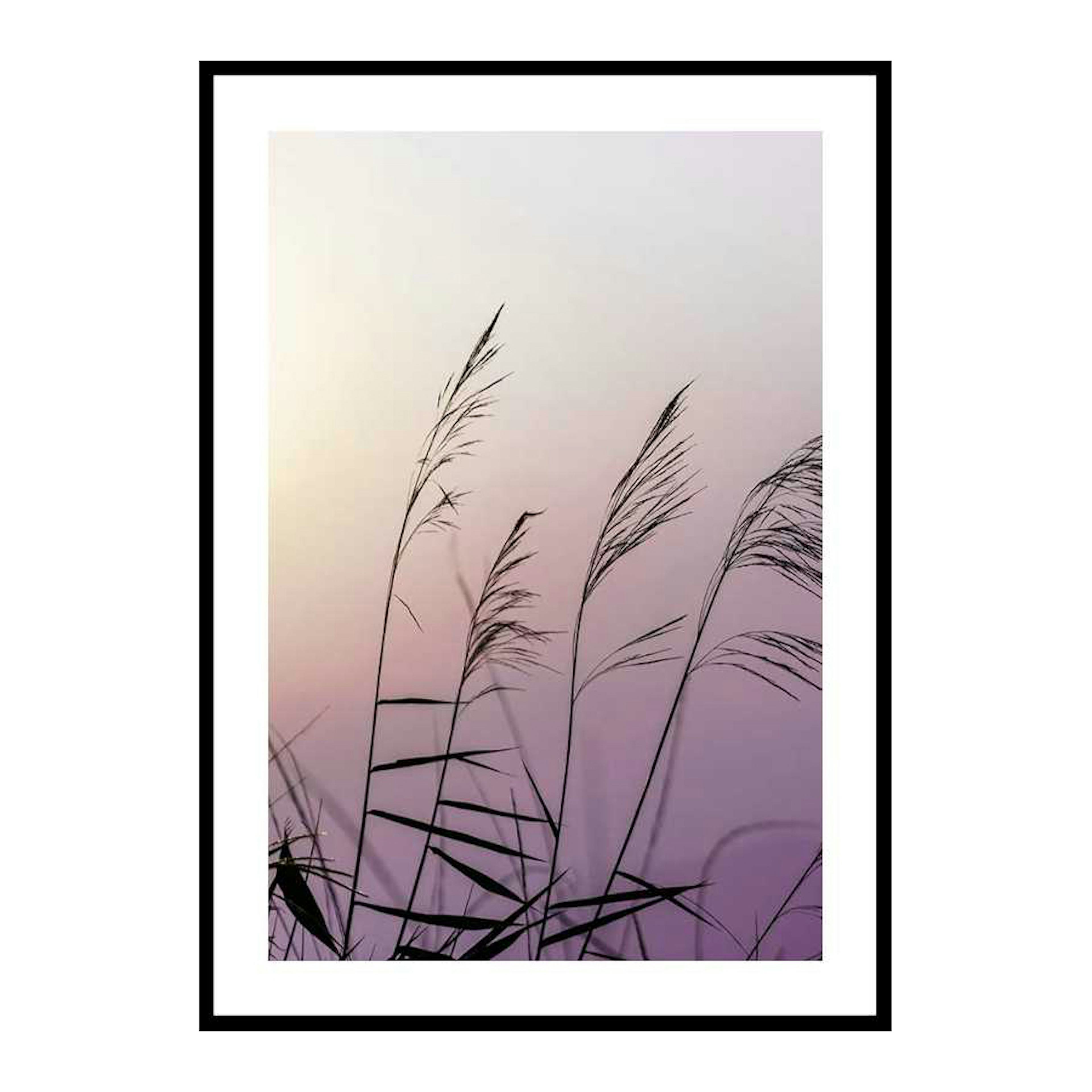 Poster Gallerix Weeds In Sunset
