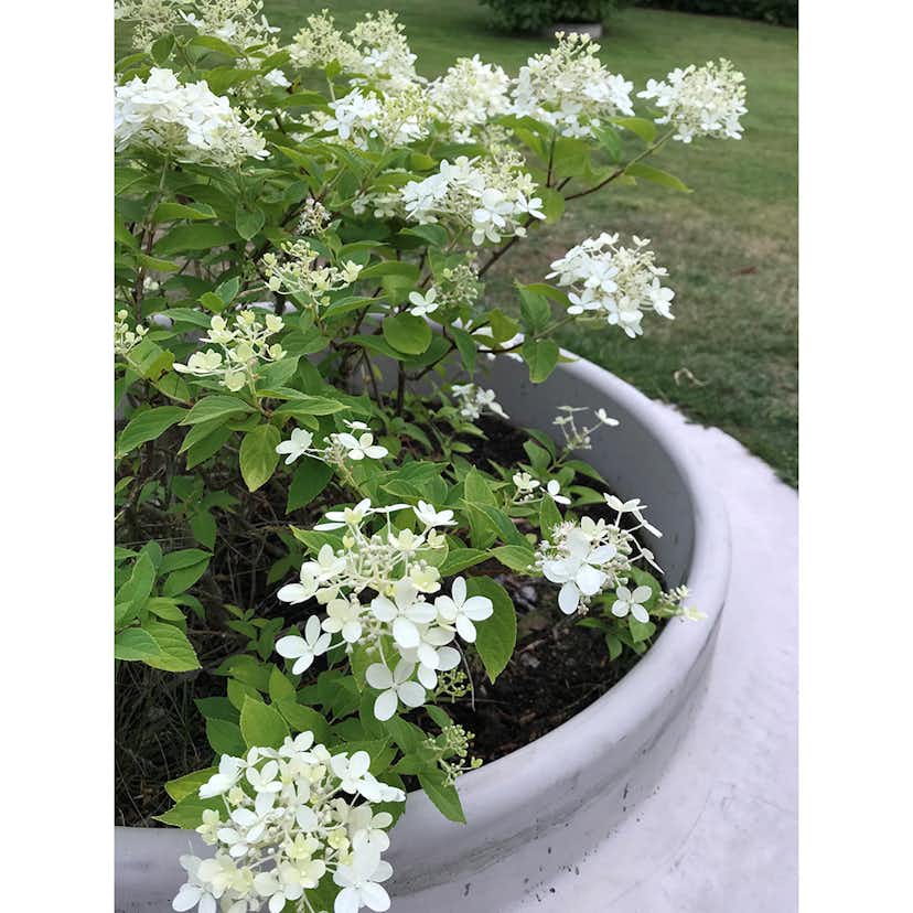 Planteringsring Design Björn Lidbrandt Domsand Betong 80 cm