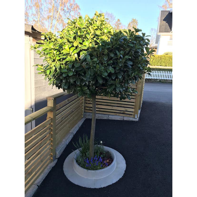 Planteringsring Design Björn Lidbrandt Domsand Betong 80 cm