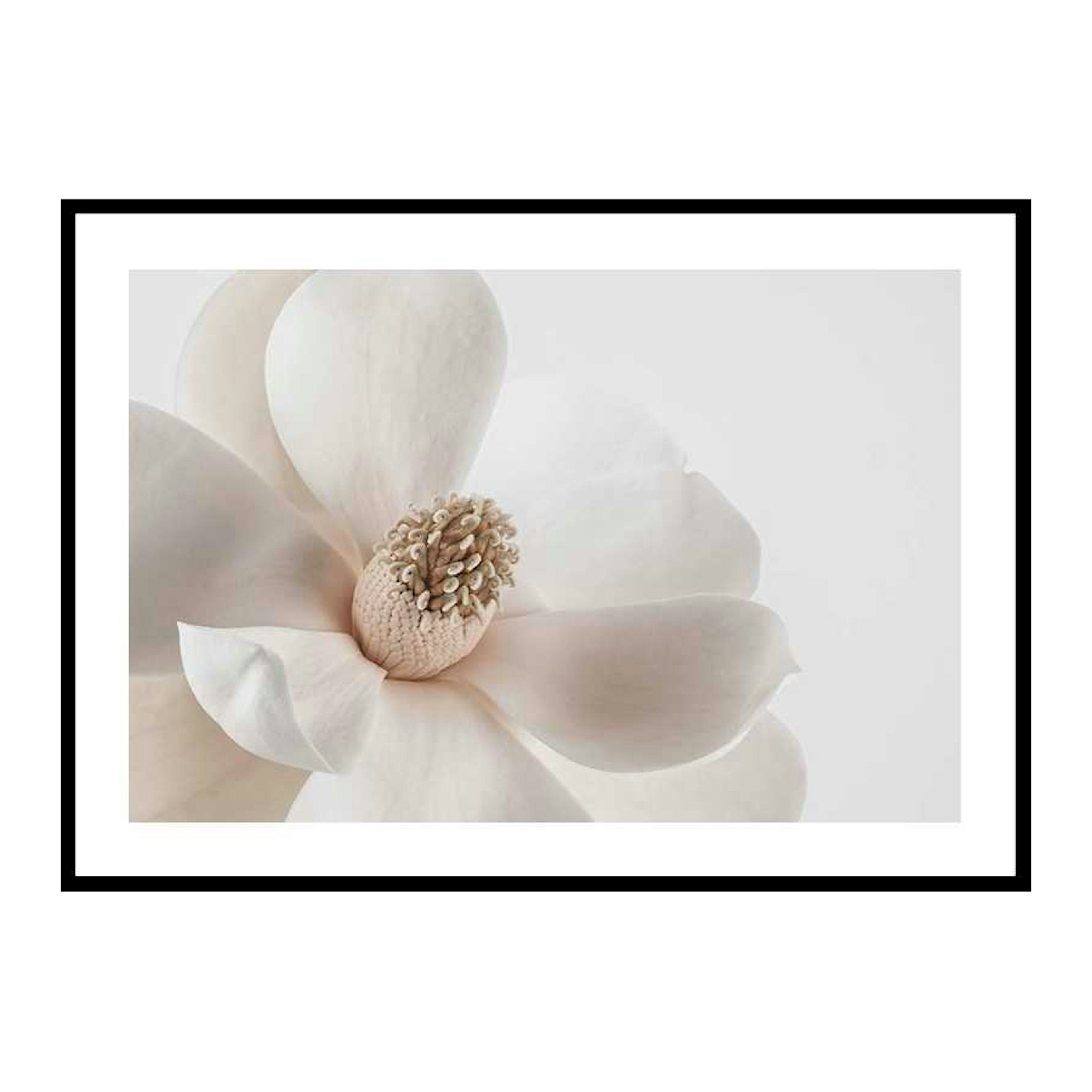 Poster Gallerix Beige Magnolia No1