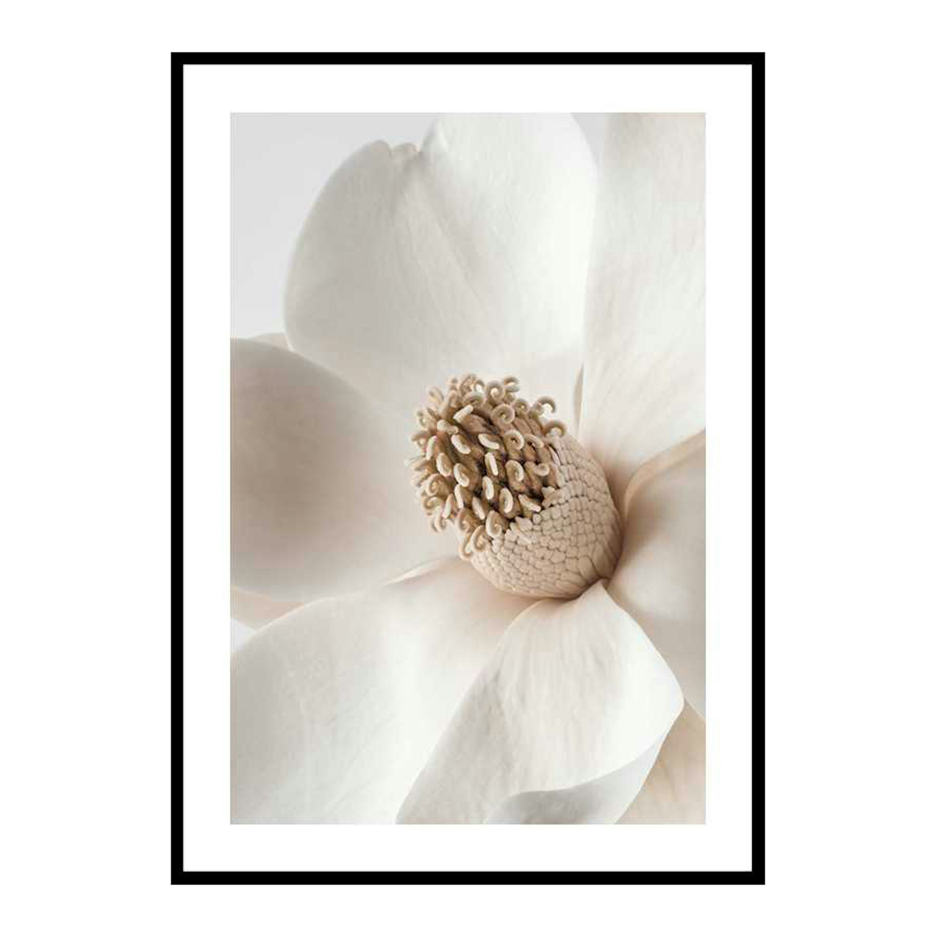 Poster Gallerix Beige Magnolia No2